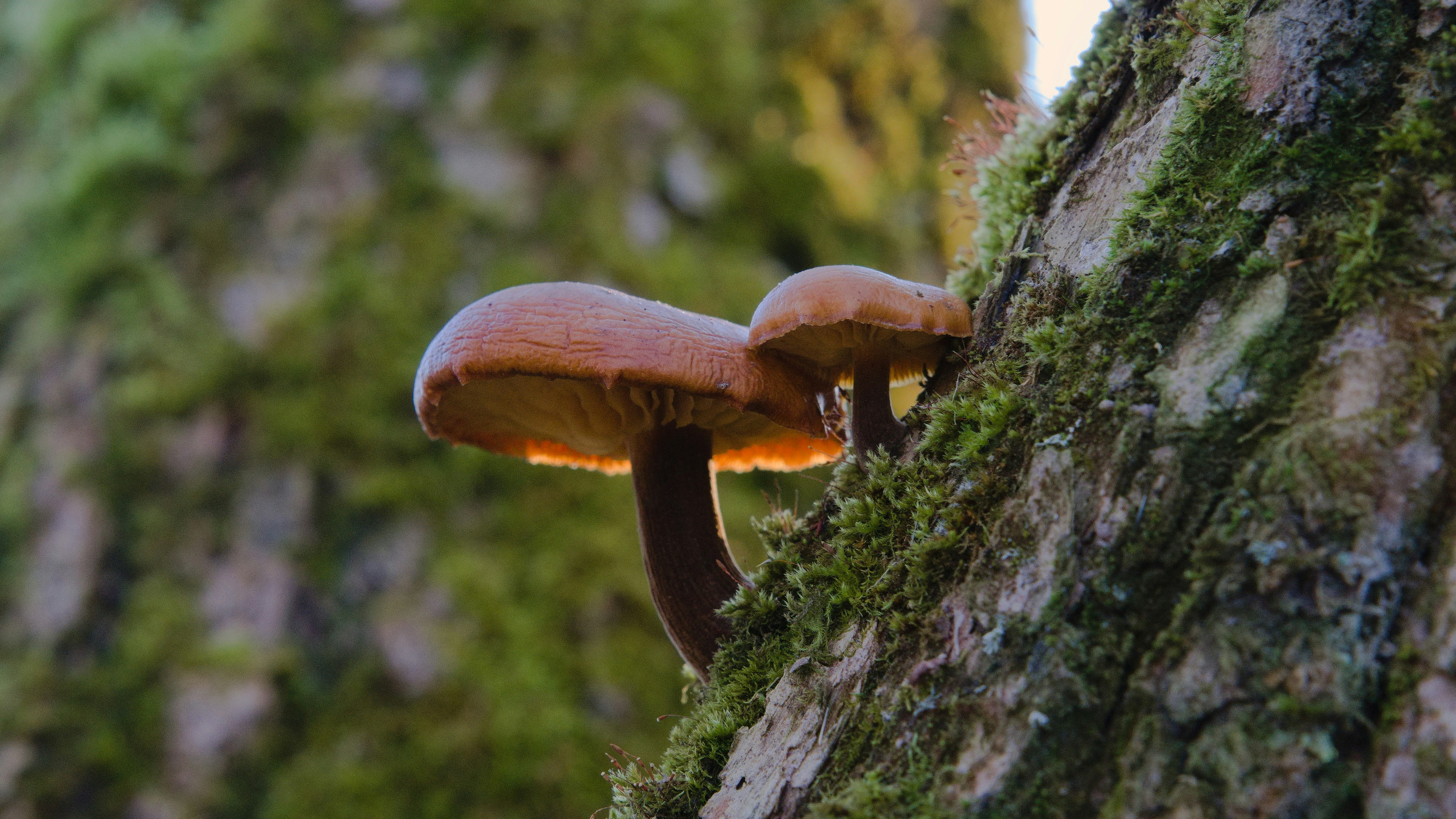 Mushrooms growing on a mossy tree trunk