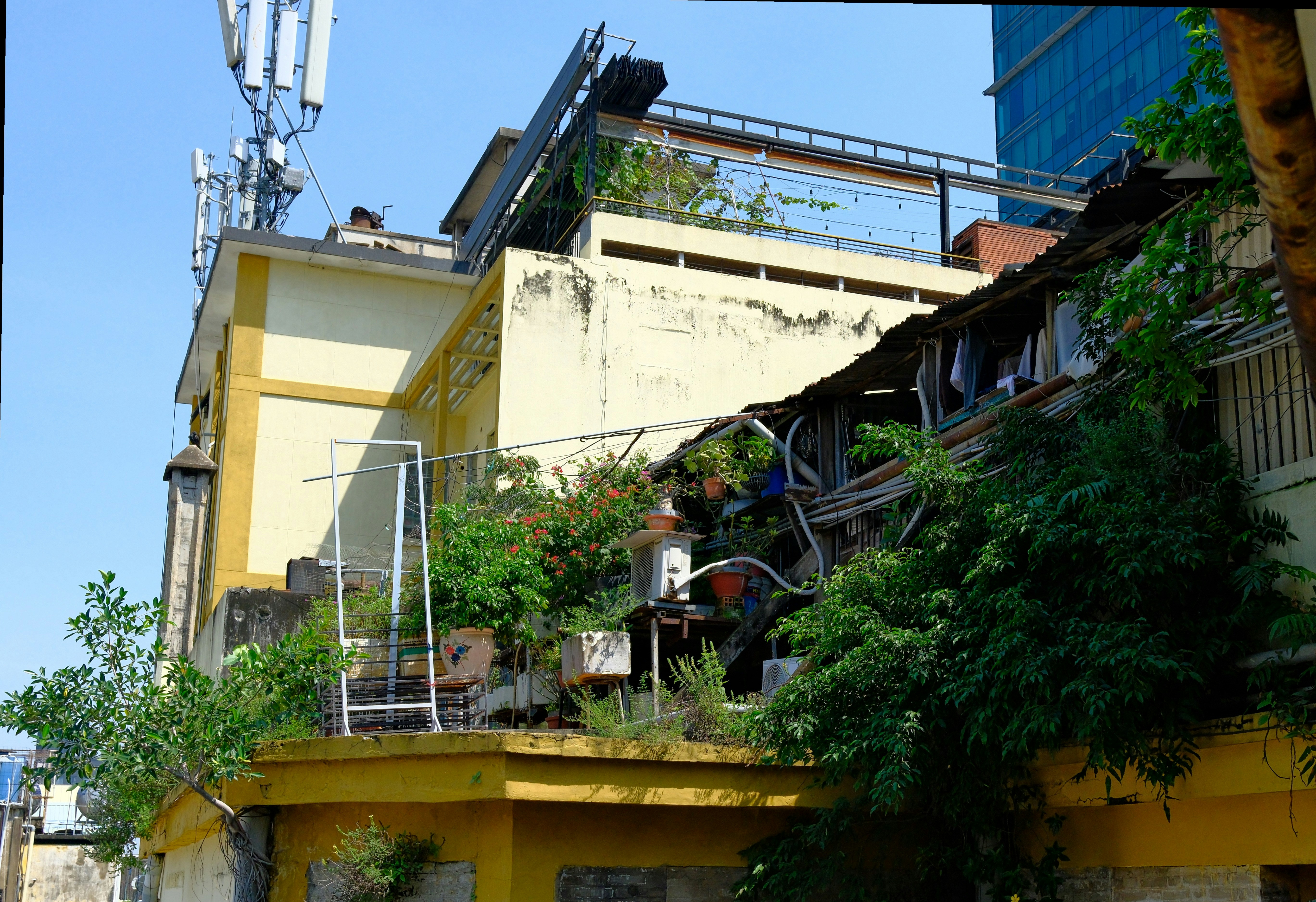 Rooftop with plants and cell towers