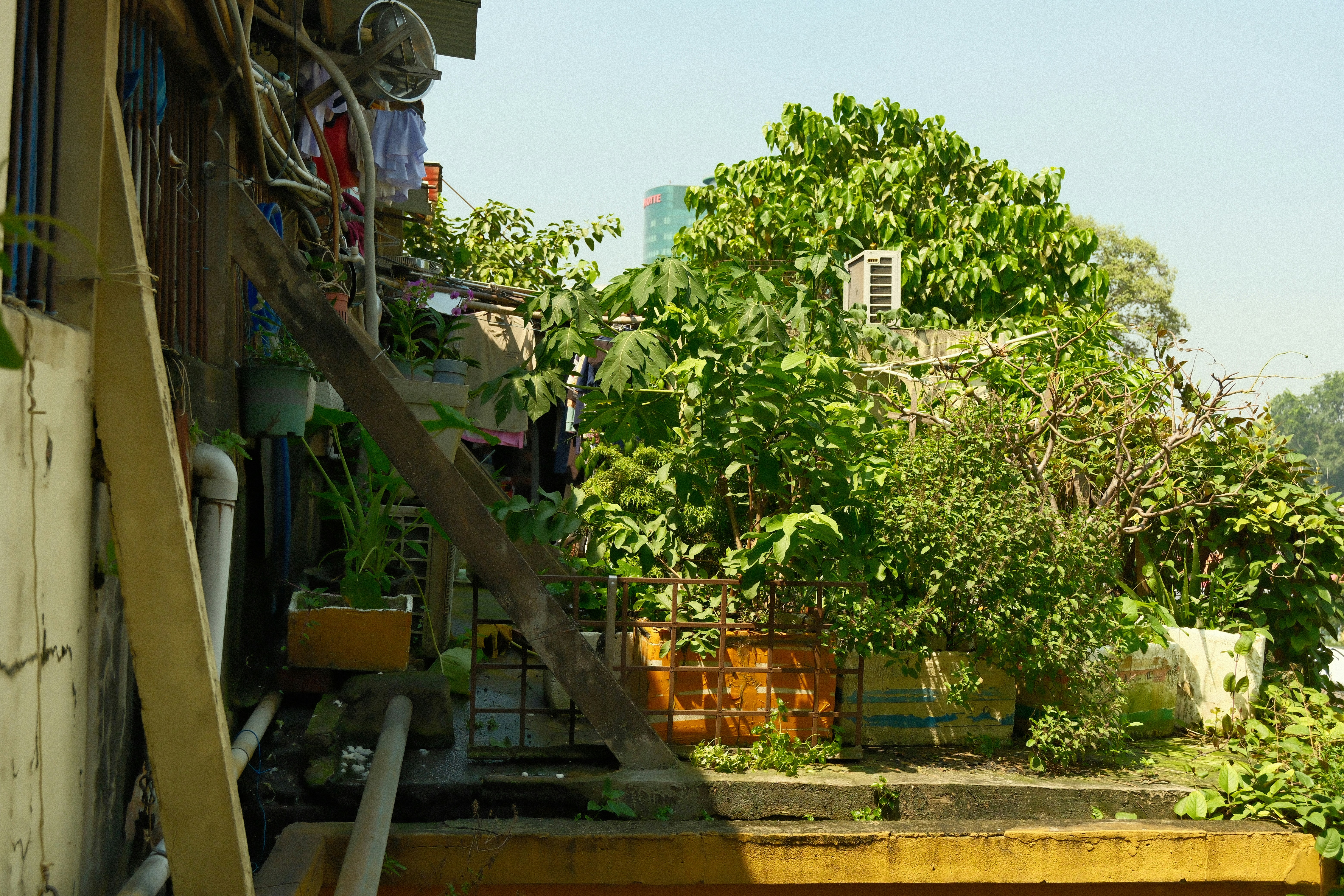 Lush green plants and an air conditioner on a rooftop.