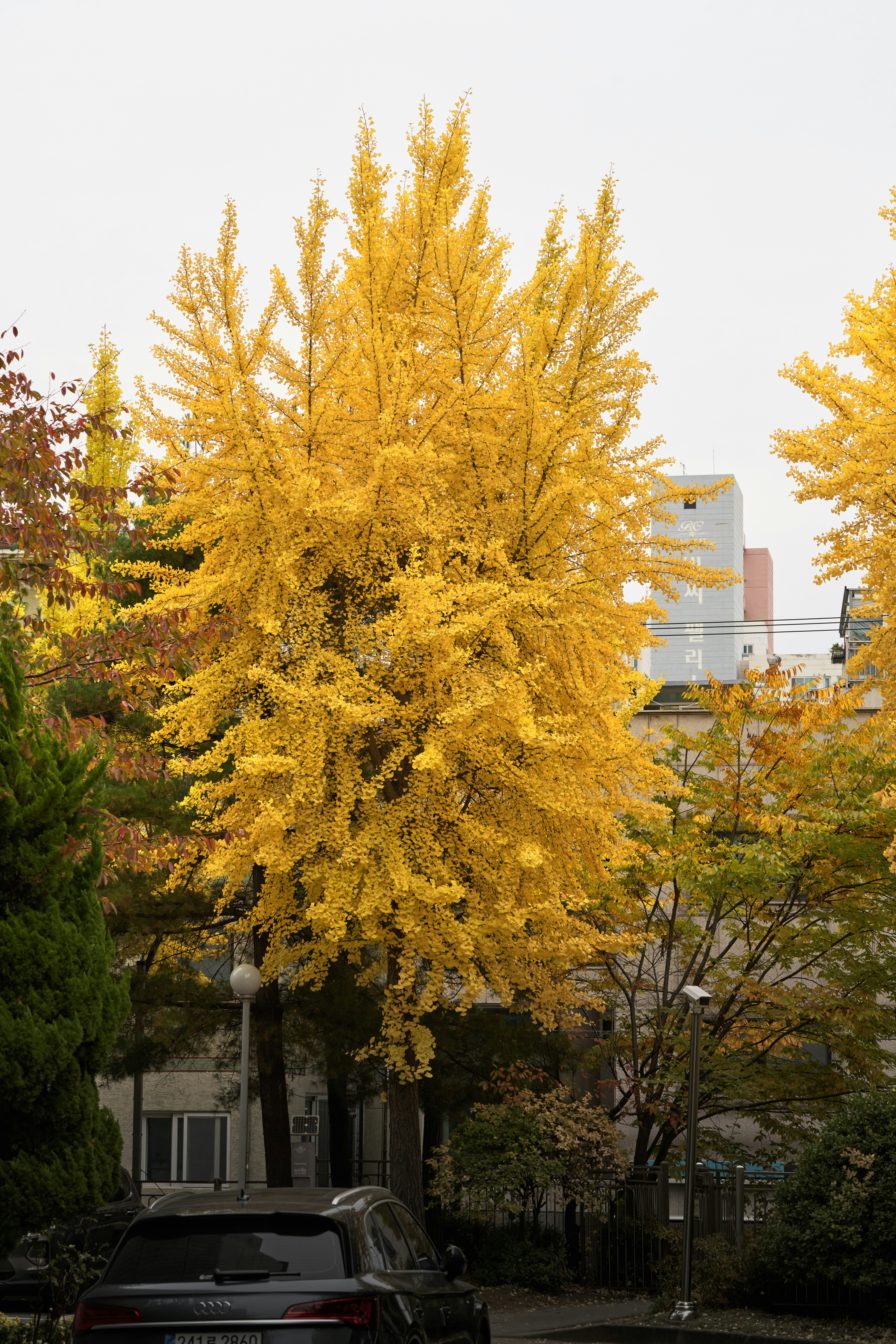 A vibrant yellow ginkgo tree in autumn