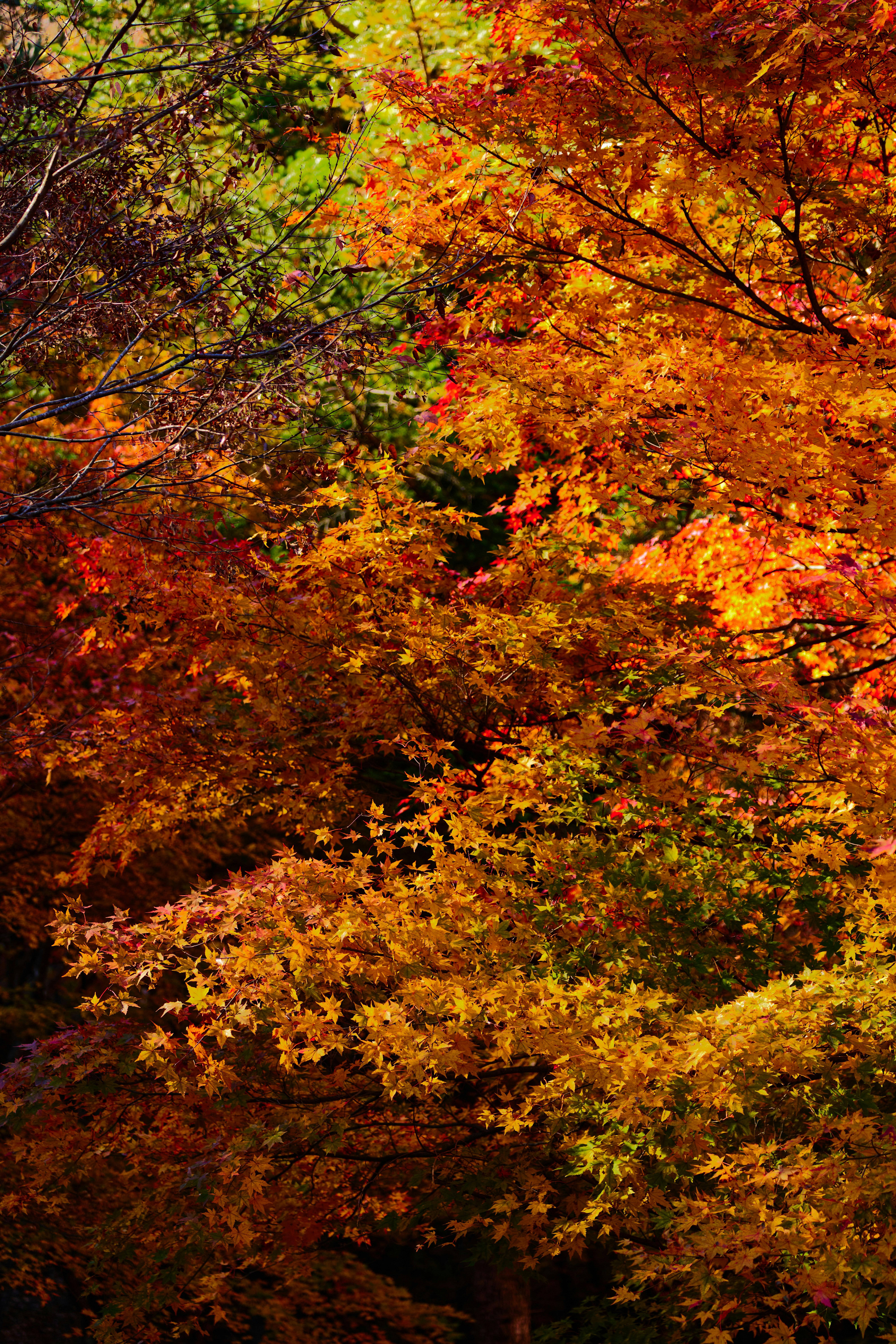 Vibrant autumn maple leaves in warm colors