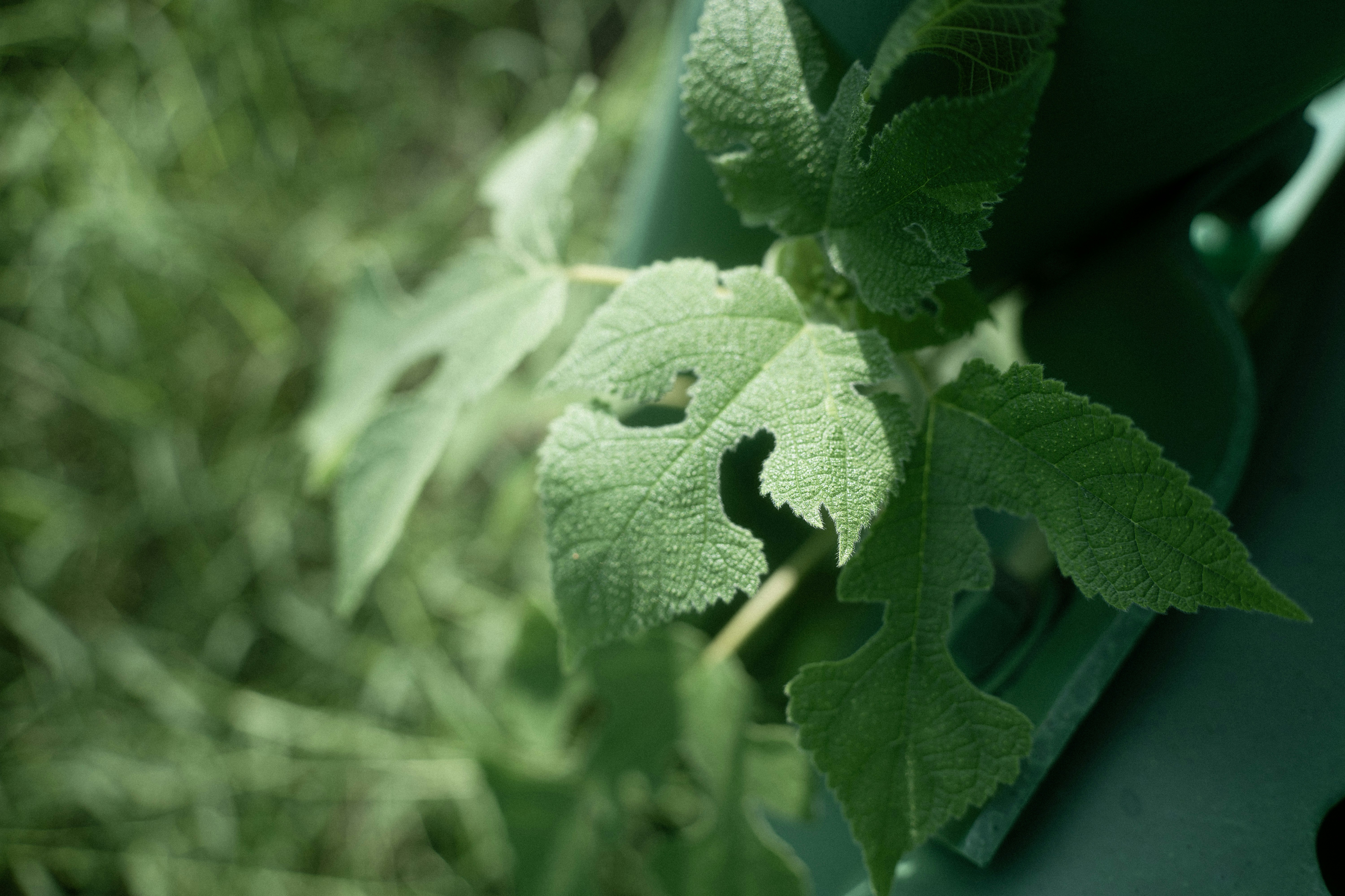 Photo by xiexianghua