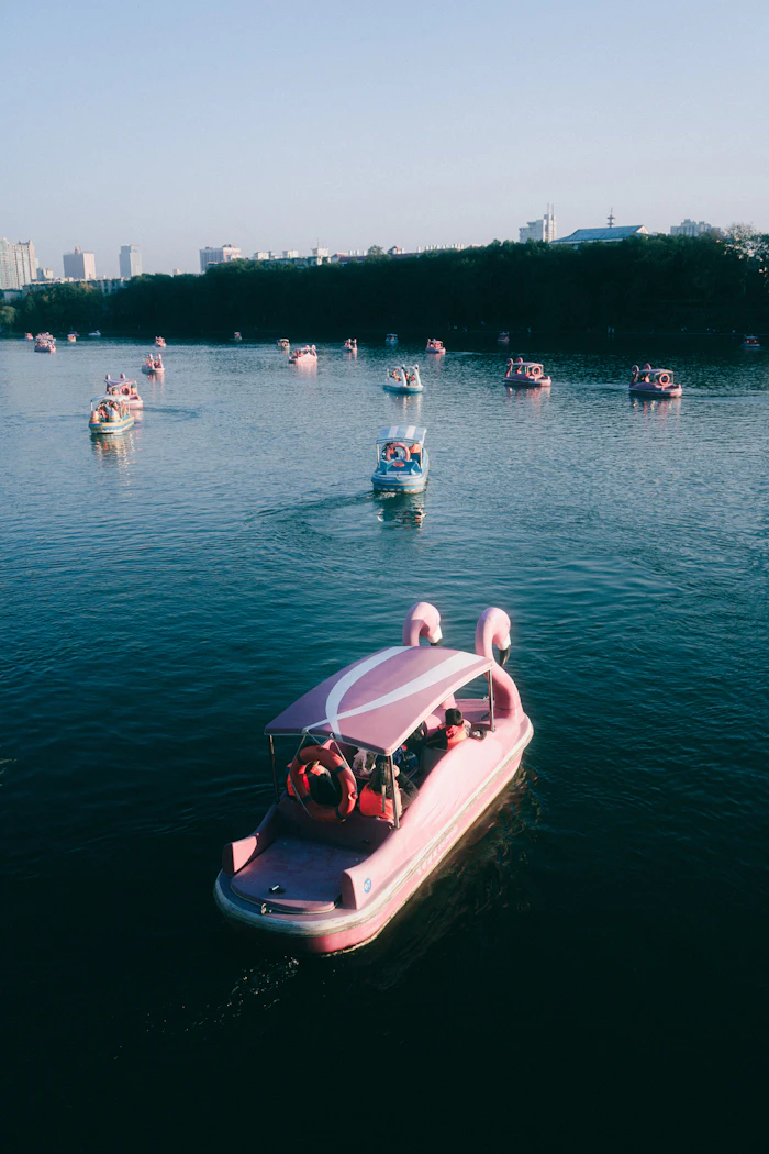Pink swan boats