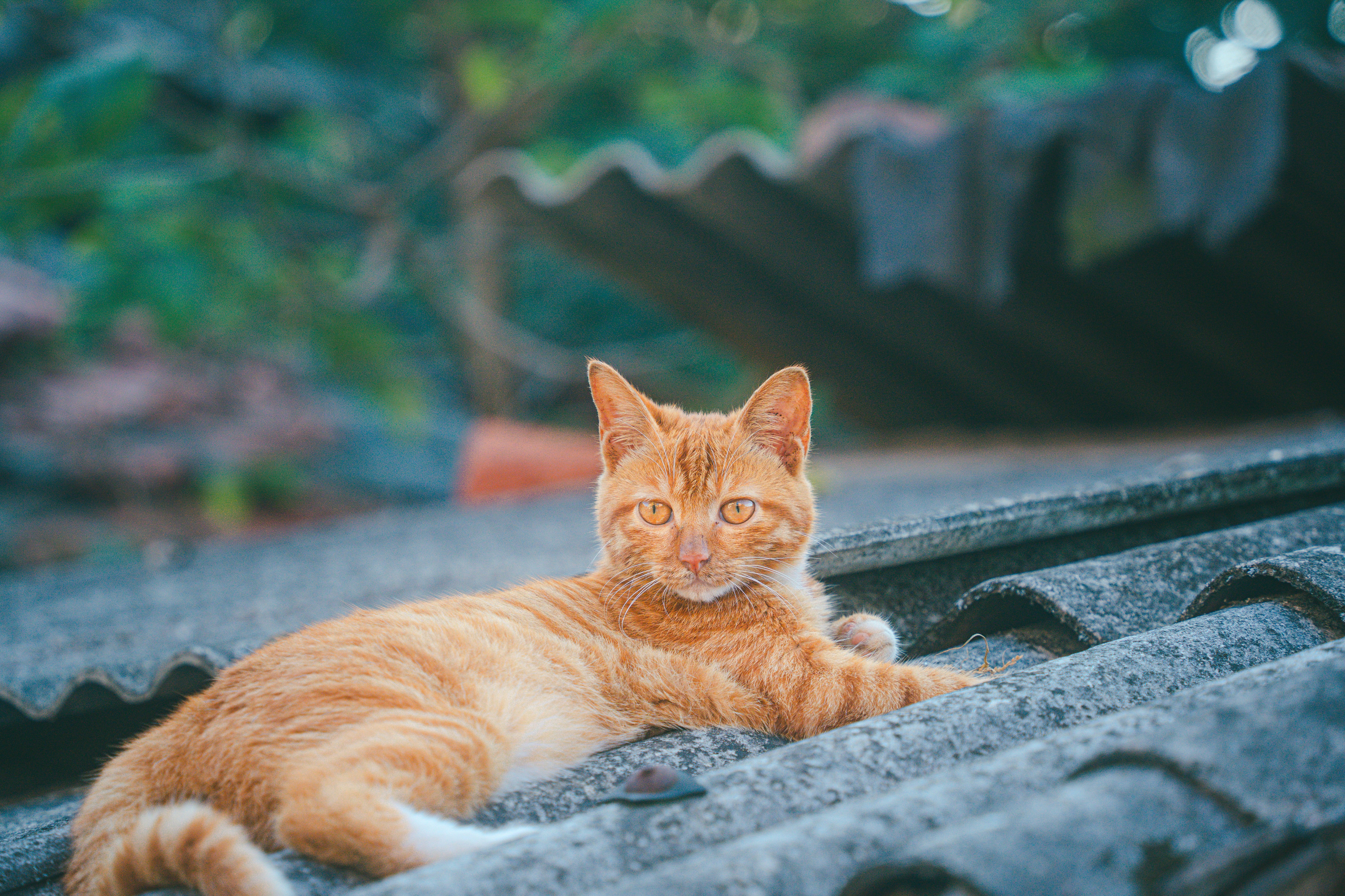 Photo by xiexianghua