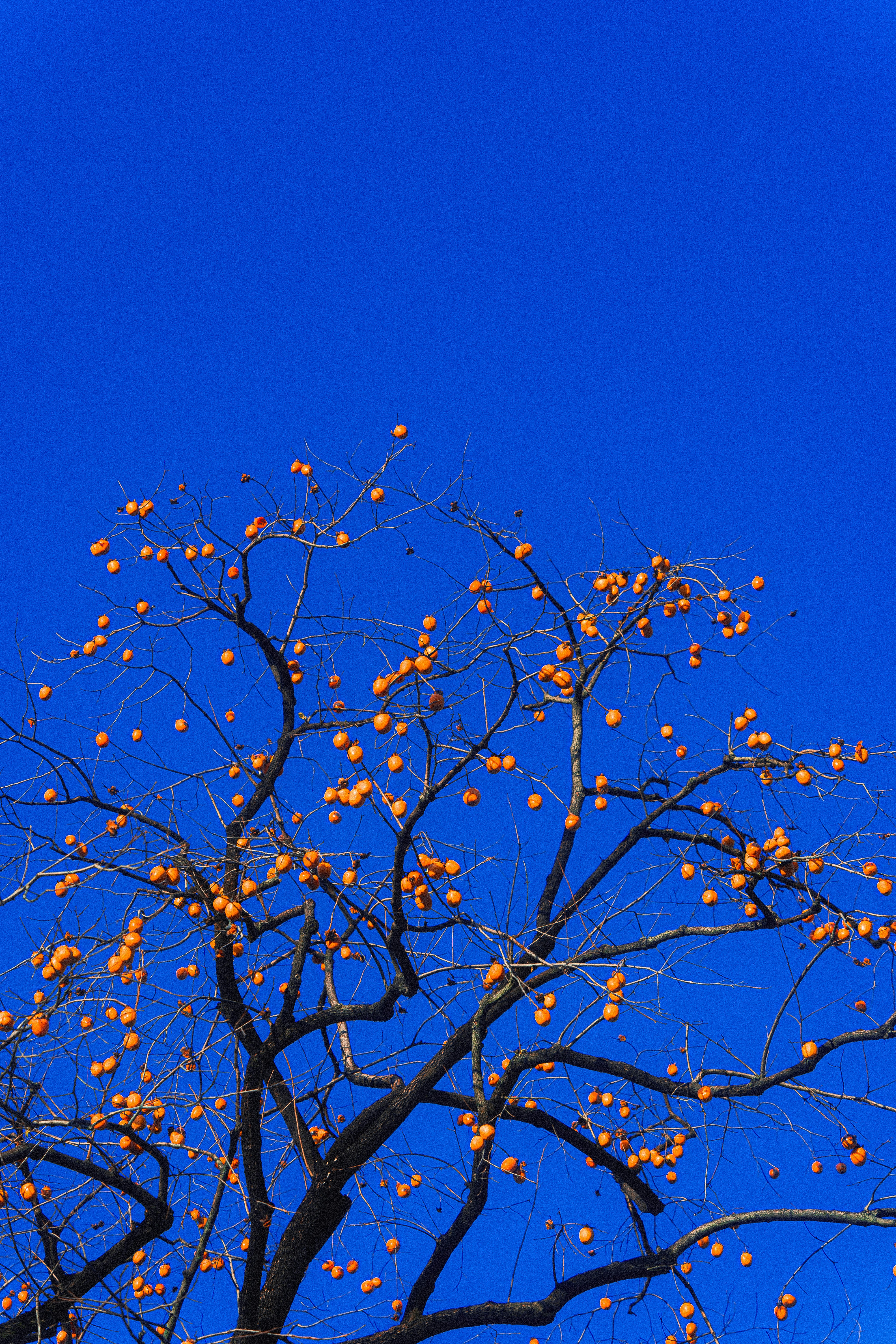 Photo by xiexianghua