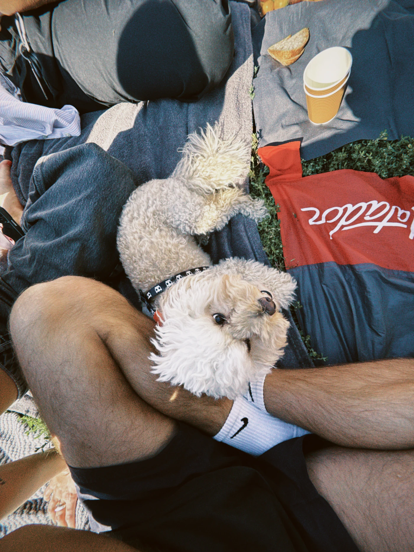 A small white poodle resting calmly on a person's lap indoors