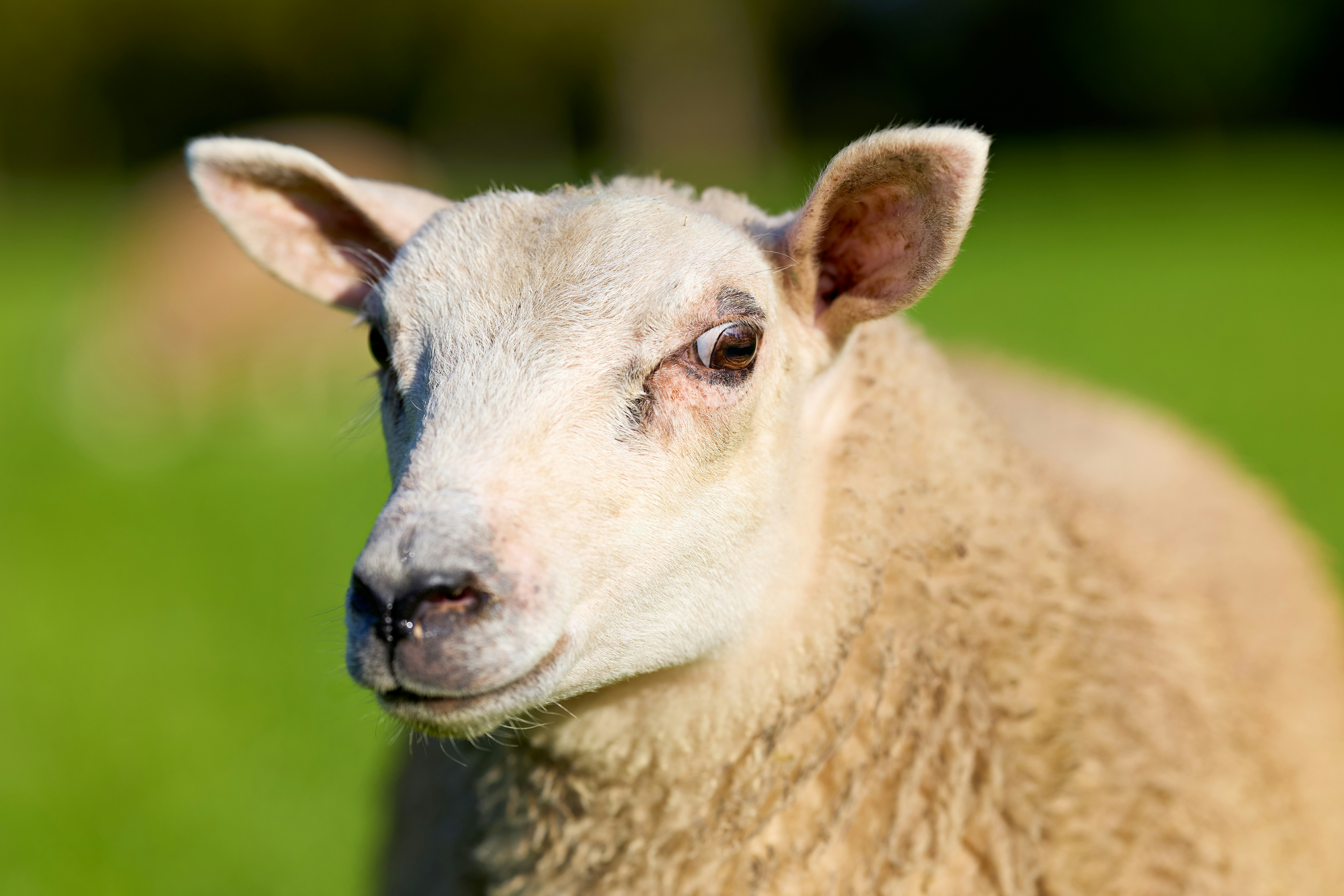 Photo by erwinbosman