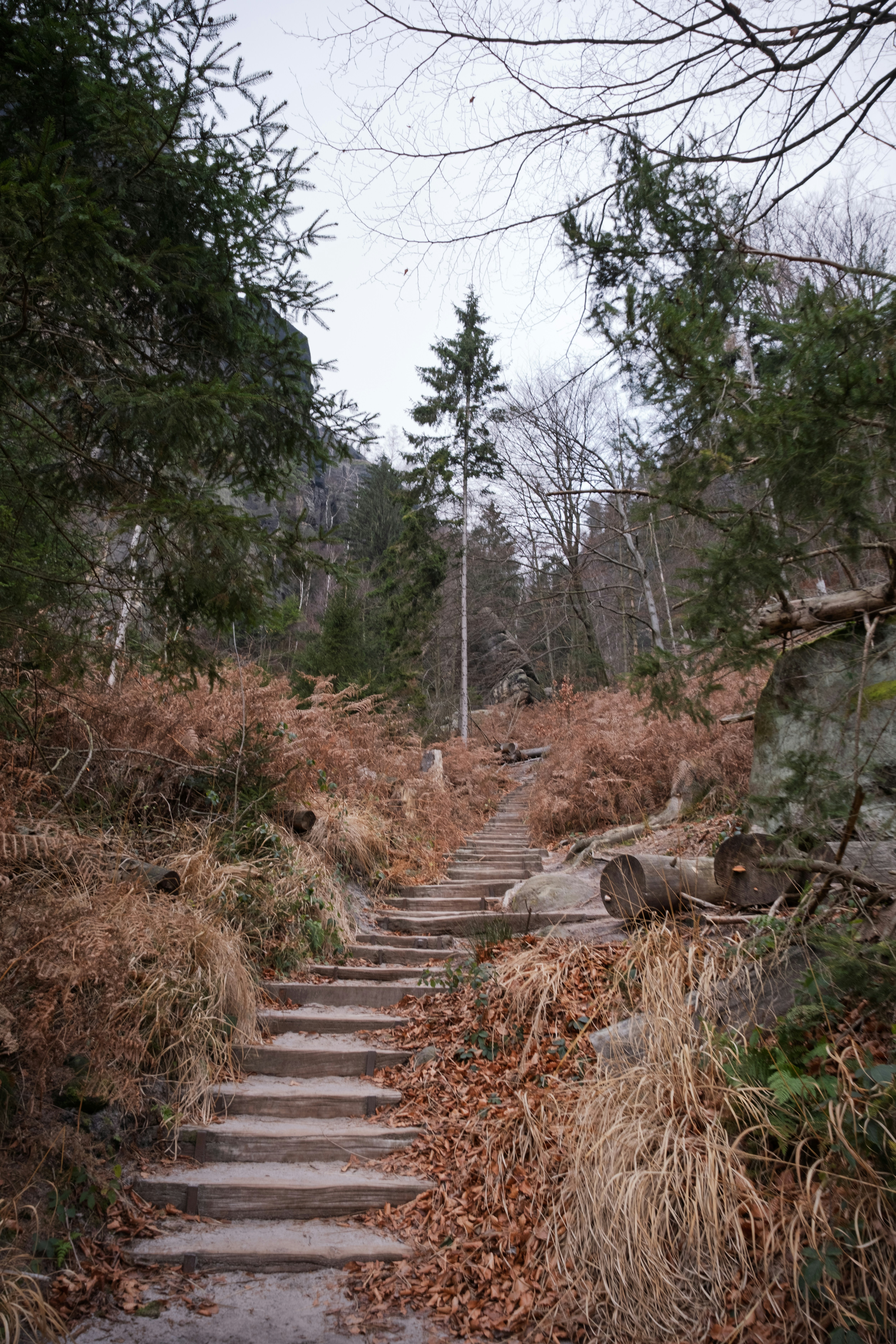 石の階段が乾燥したシダの森を登っています。