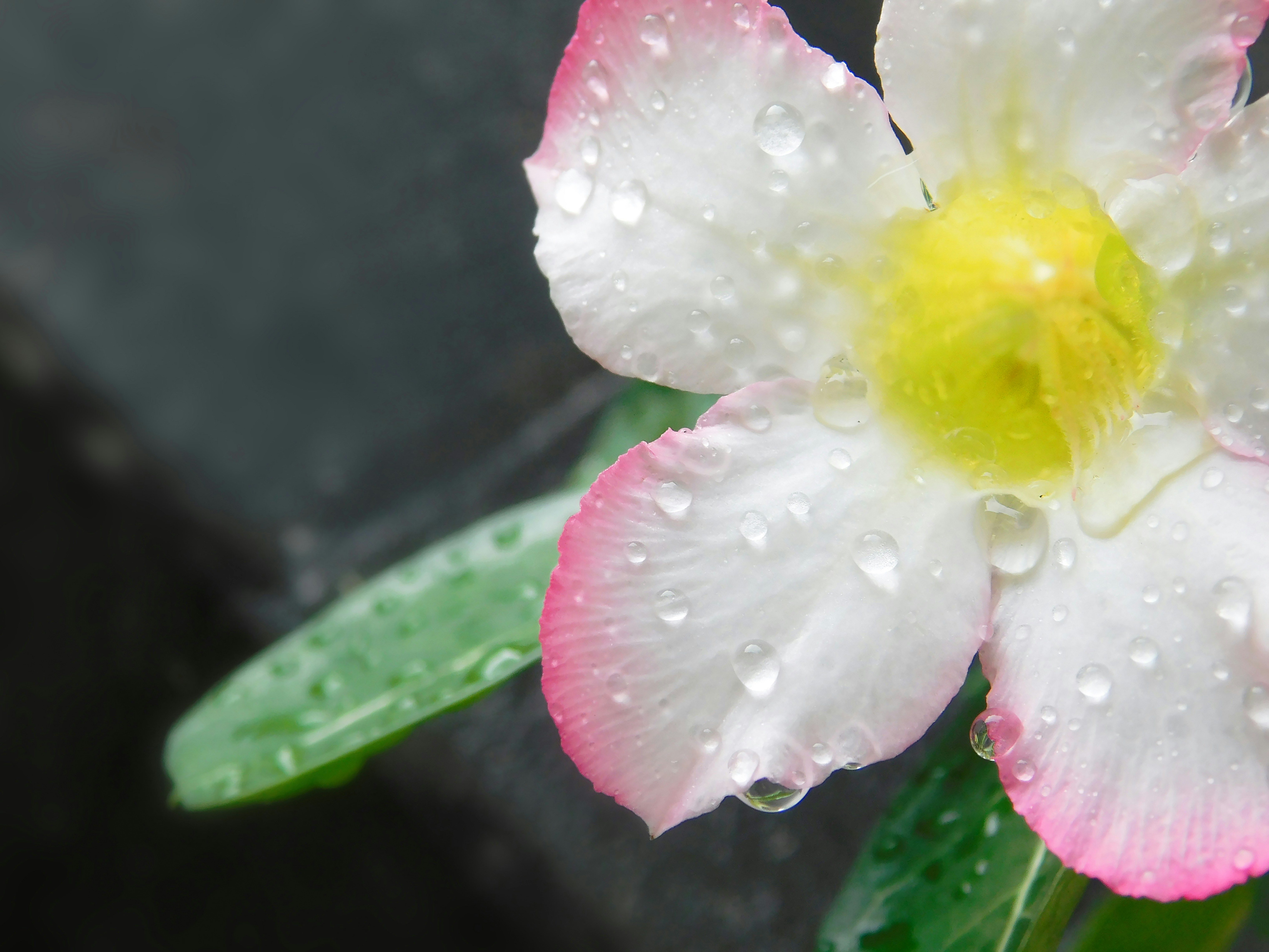 Una flor blanca con bordes rosados cubierta de gotas de agua.