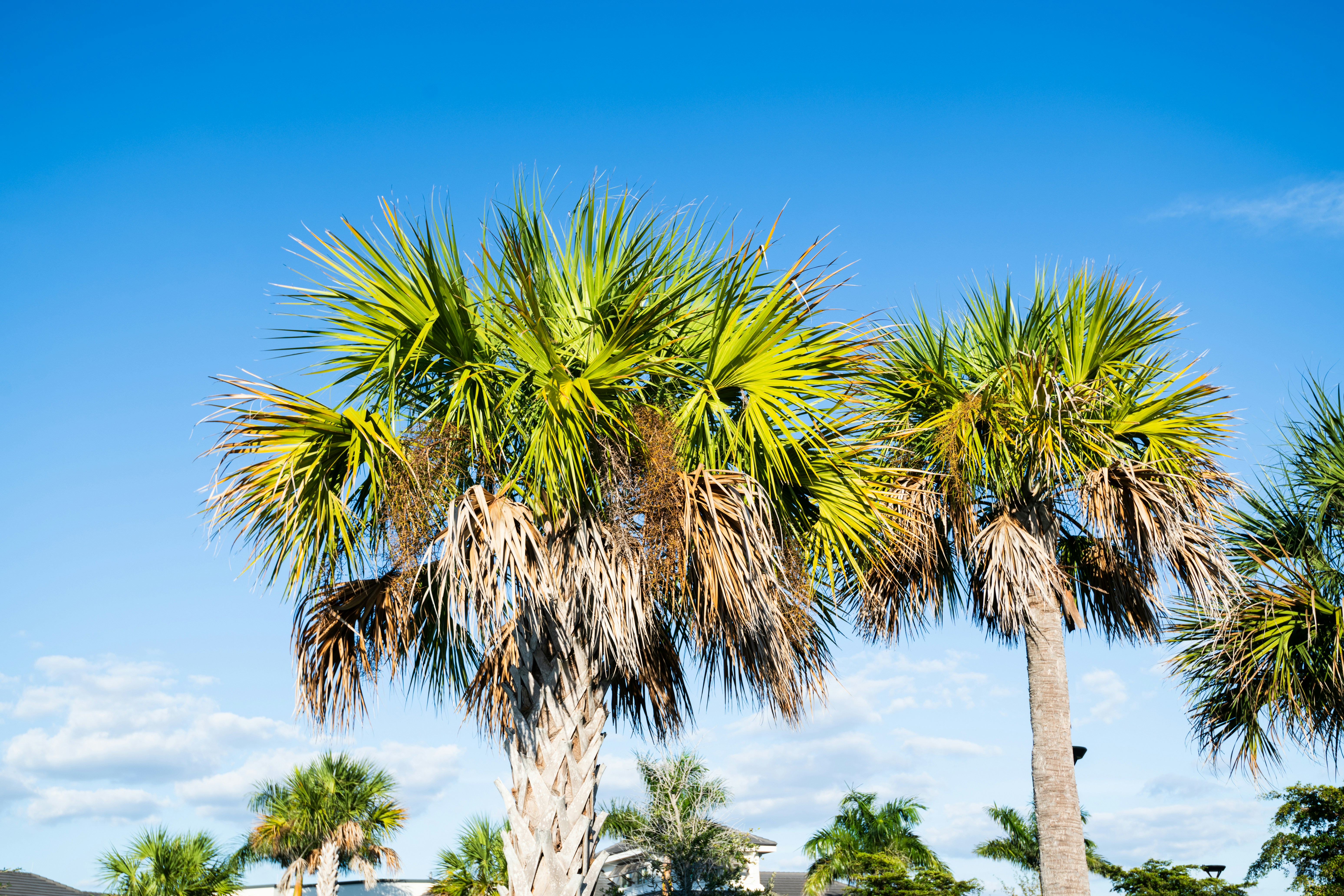 Florida THCa ‍Legal‍ Update: What the law Says