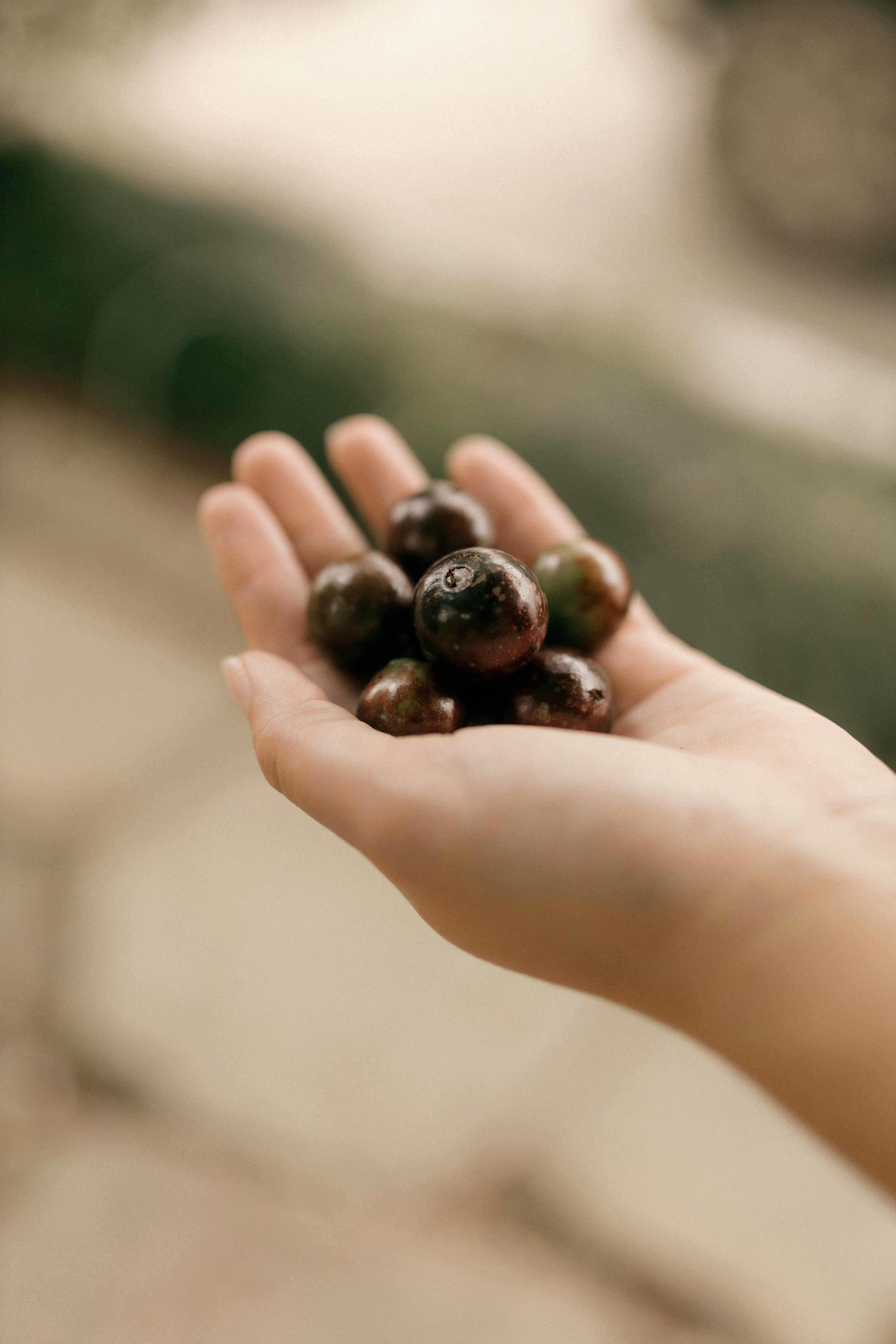 Hand holding a small cluster of dark berries.
