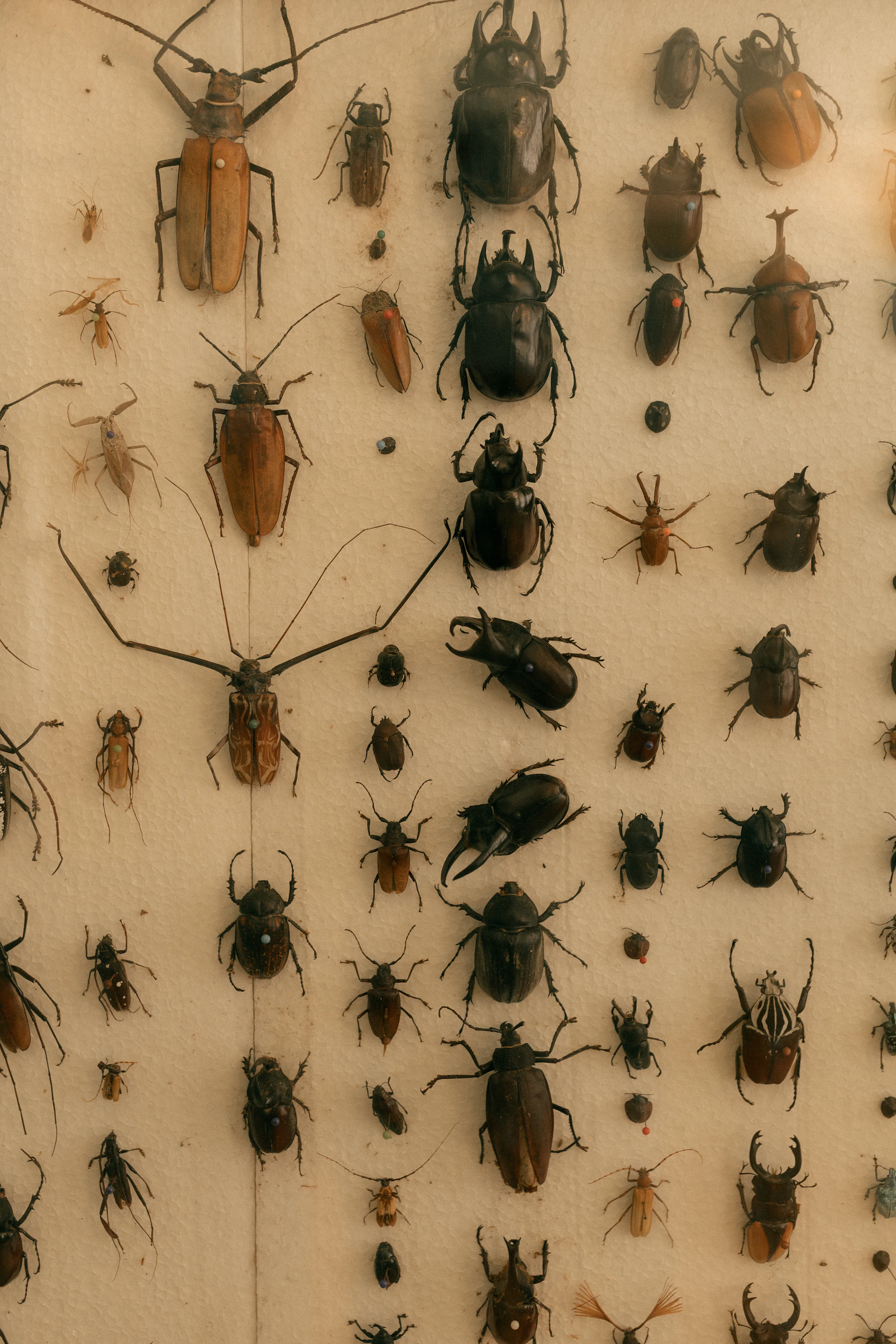 Rows of pinned longhorn, stag and rhinoceros beetles on a pale board