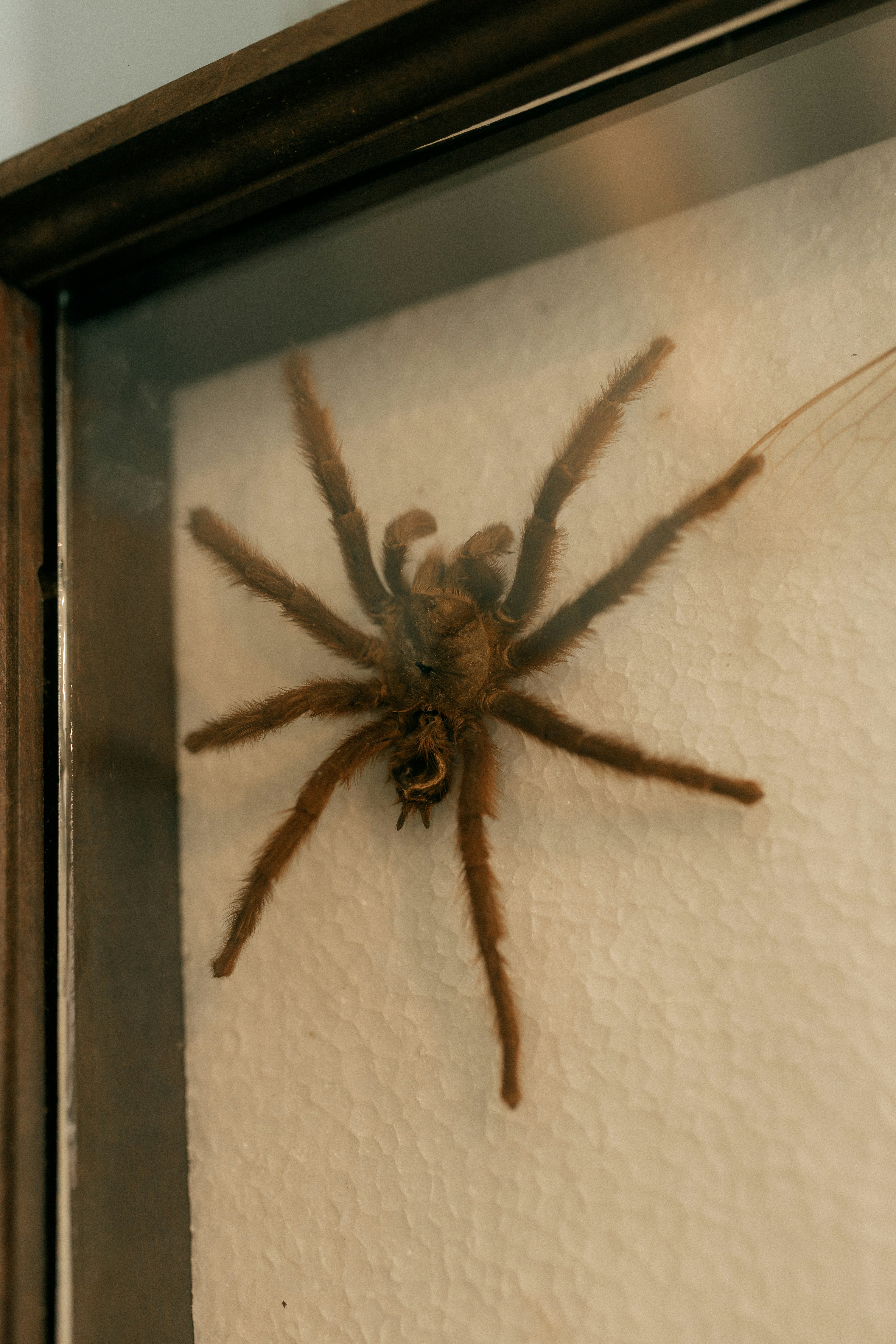 A large brown tarantula spider inside a frame.