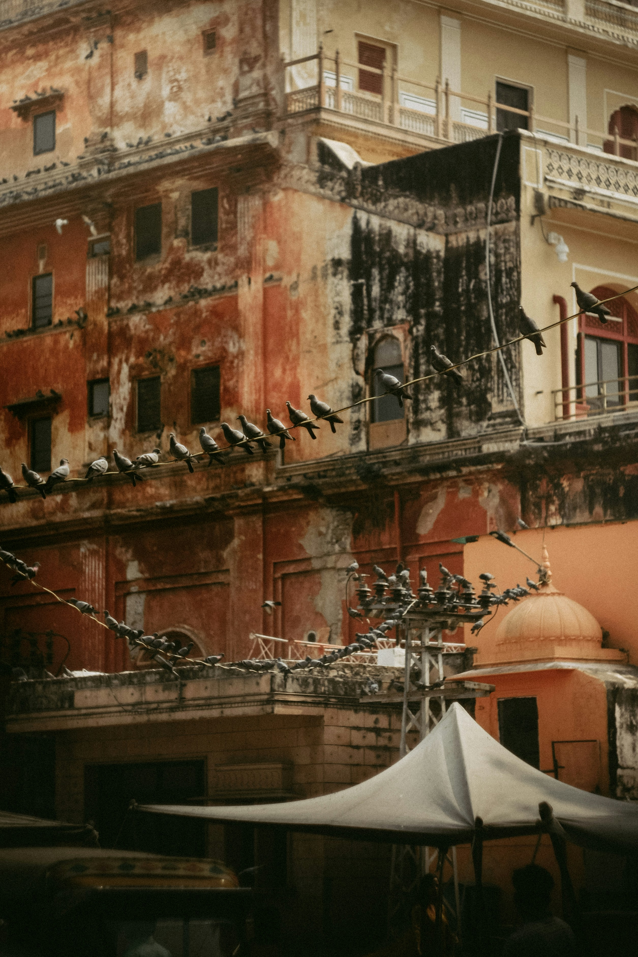 Pigeons perched on wires in front of old buildings.