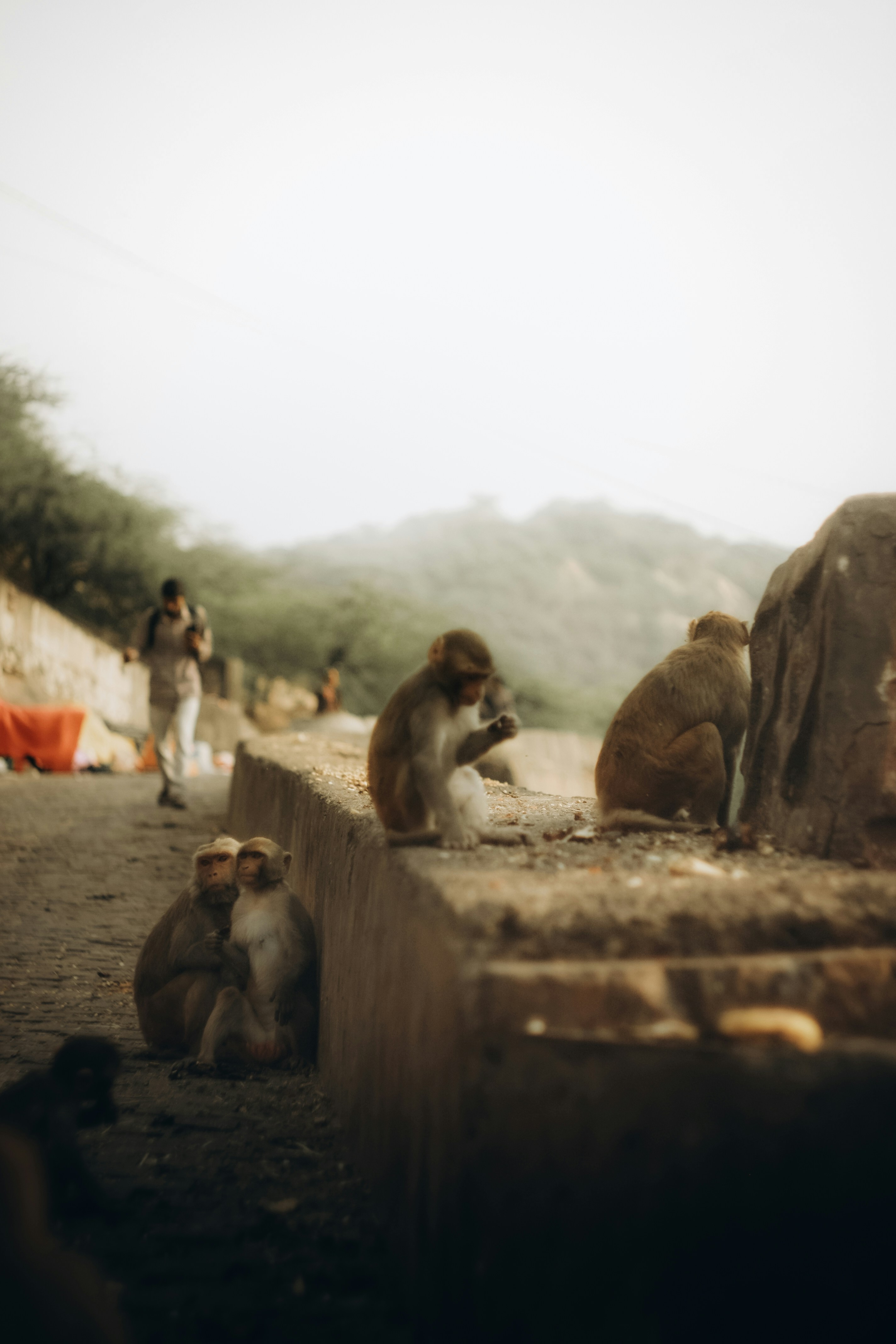 Monkeys resting on a stone ledge with a person walking