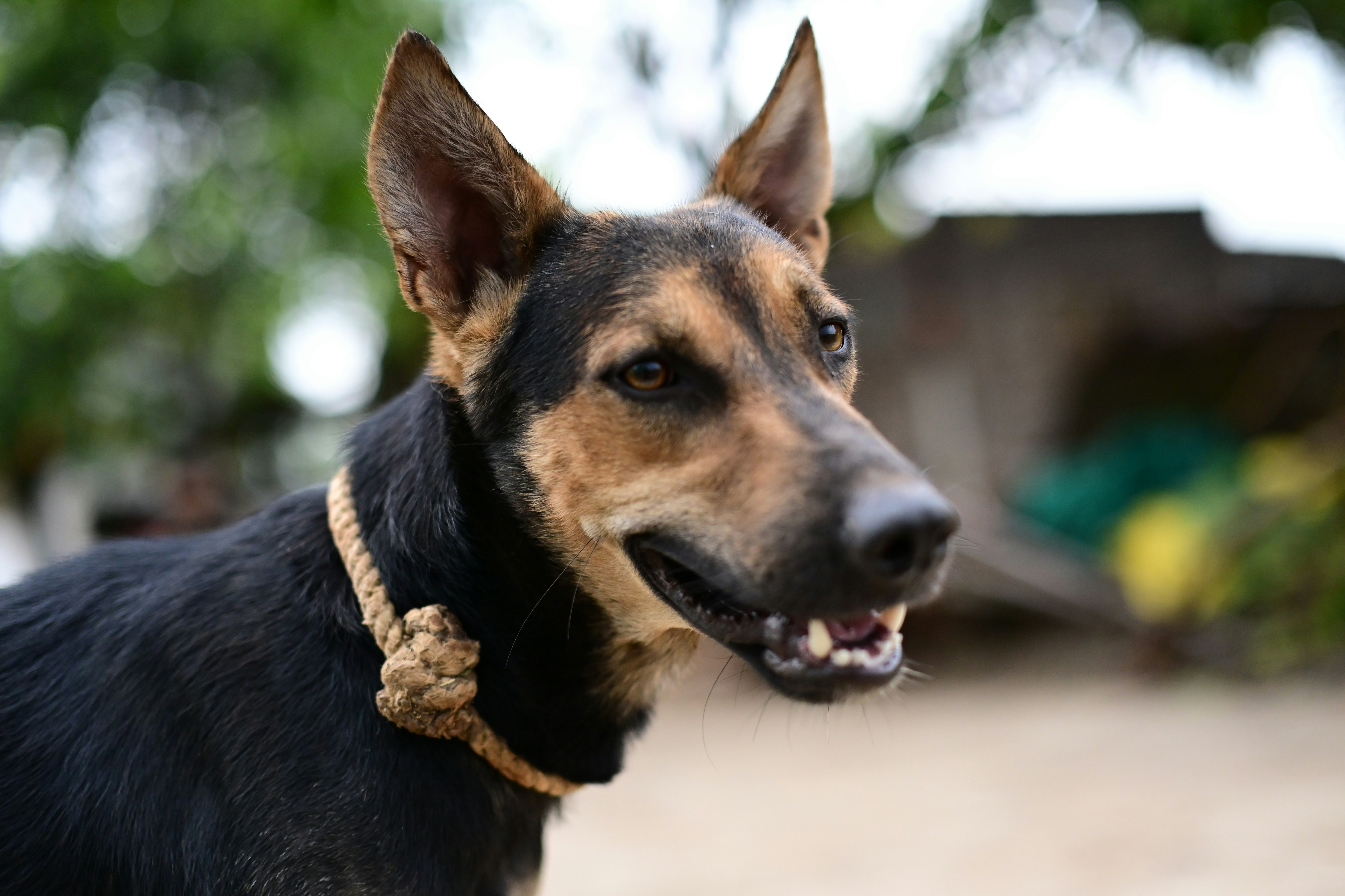 A german shepherd dog with a rope collar