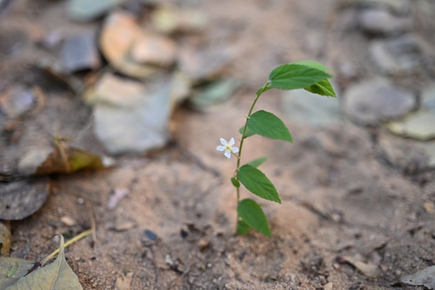 A small plant with a single white flower blooms.
