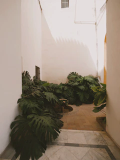 Lush green plants in a sunlit courtyard