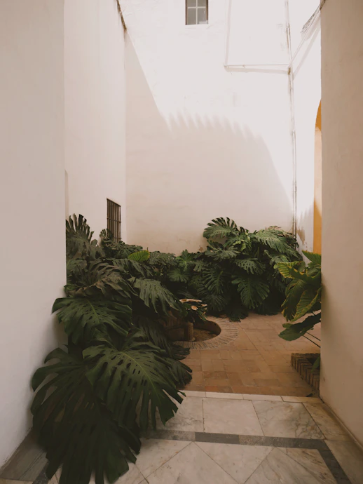 Lush green plants in a sunlit courtyard