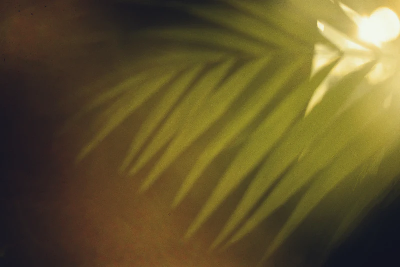 Green palm fronds in soft light