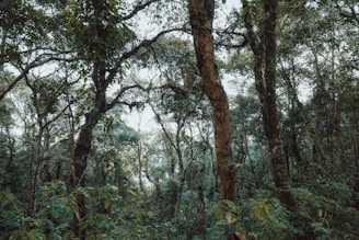 Dense, lush forest with tall trees and foliage.