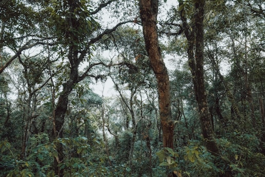 Dense, lush forest with tall trees and foliage.