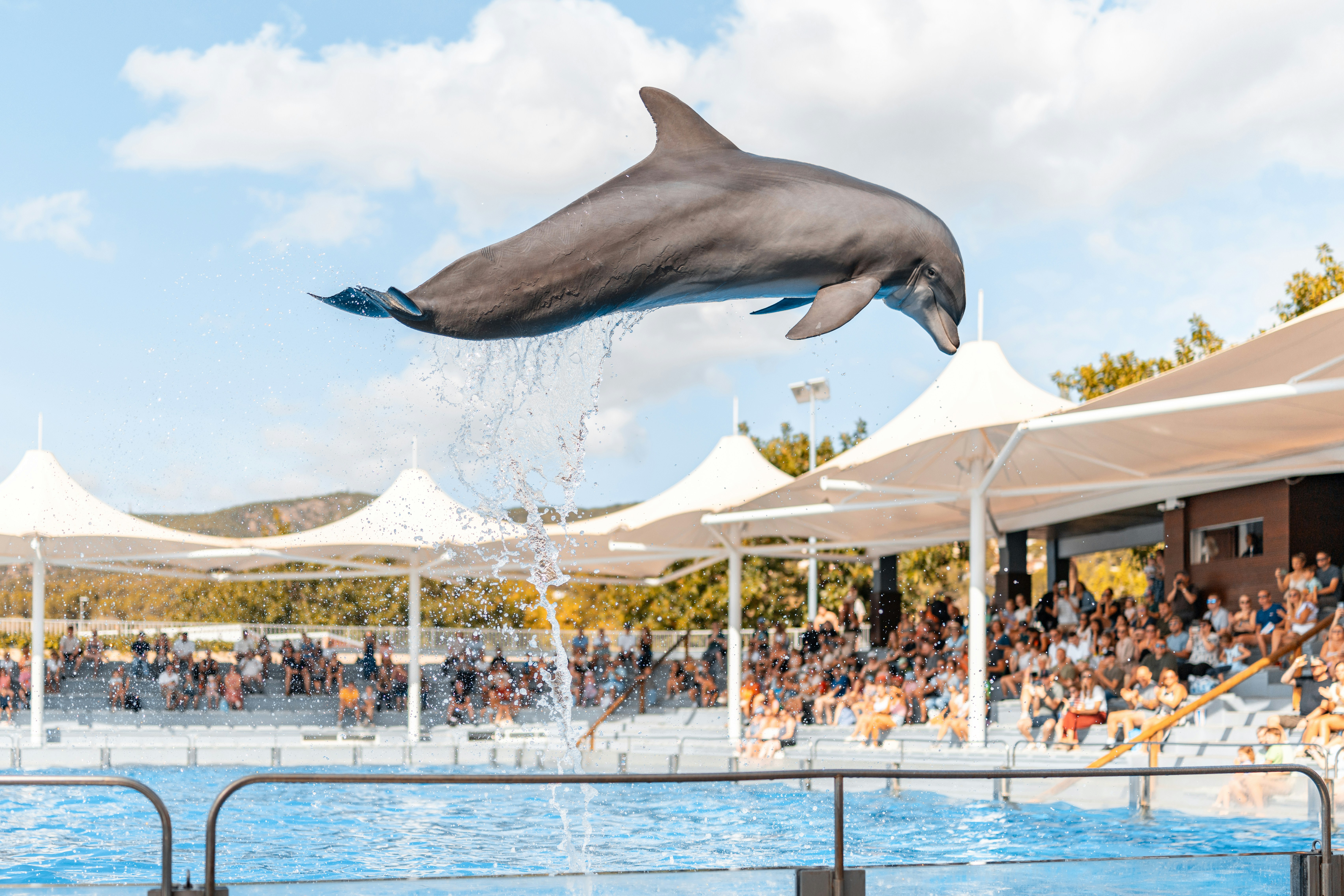 A dolphin leaps from the water at a show.