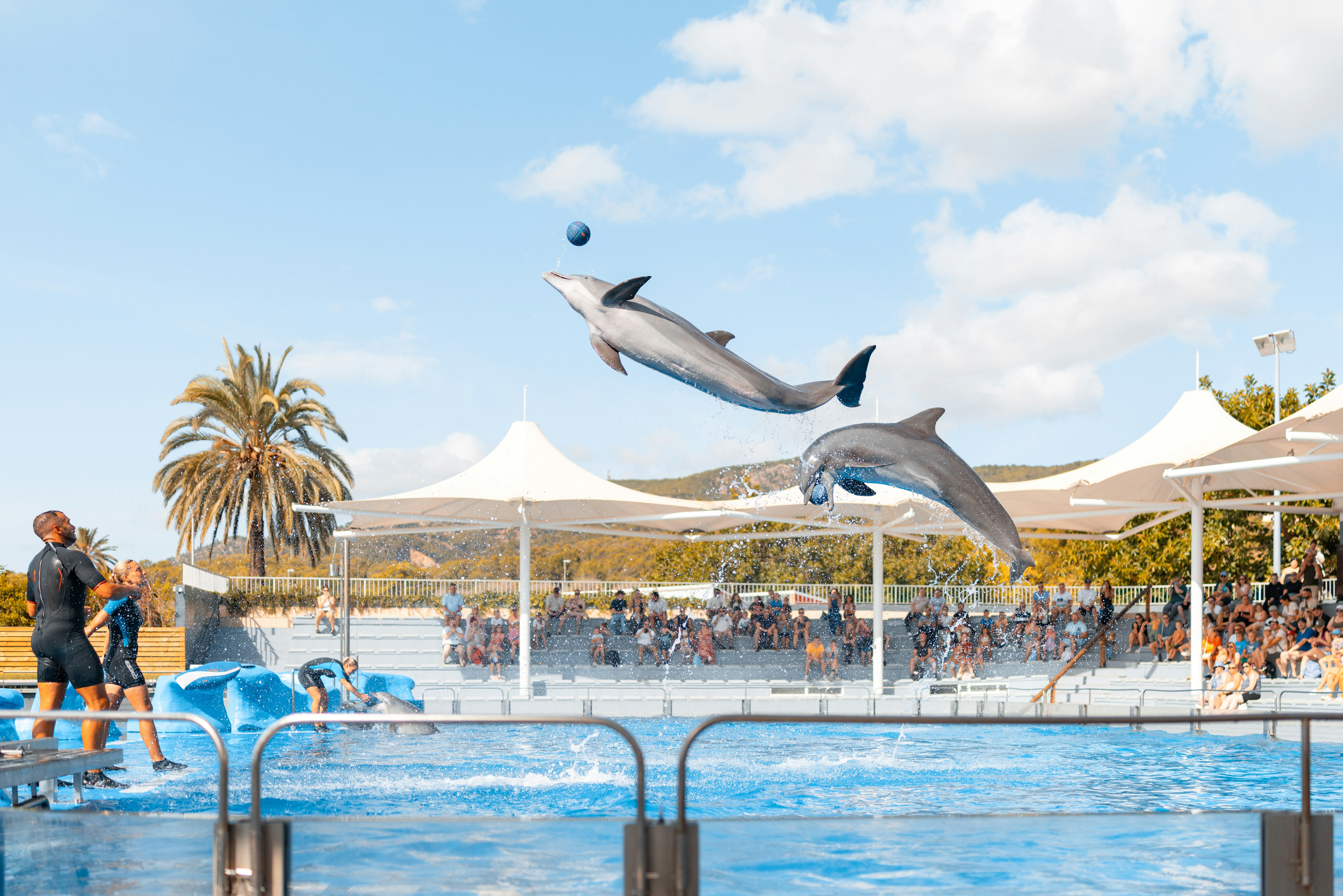 Dolphin Entertainment swings to EBITDA profit on Q4 revenue beat