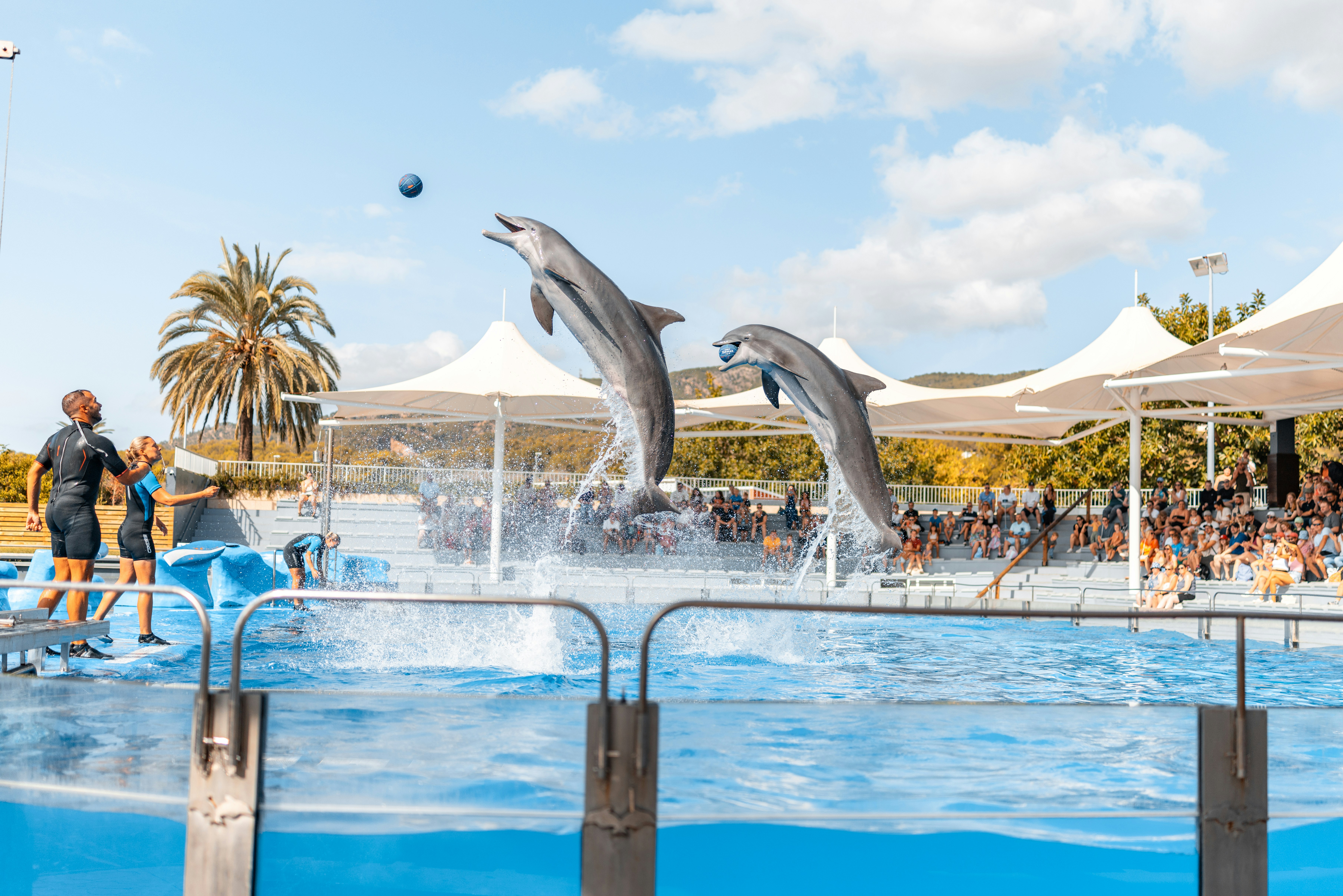 Two dolphins leaping from the water during a show.