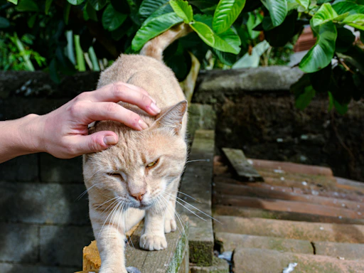 A hand petting a ginger cat outdoors.