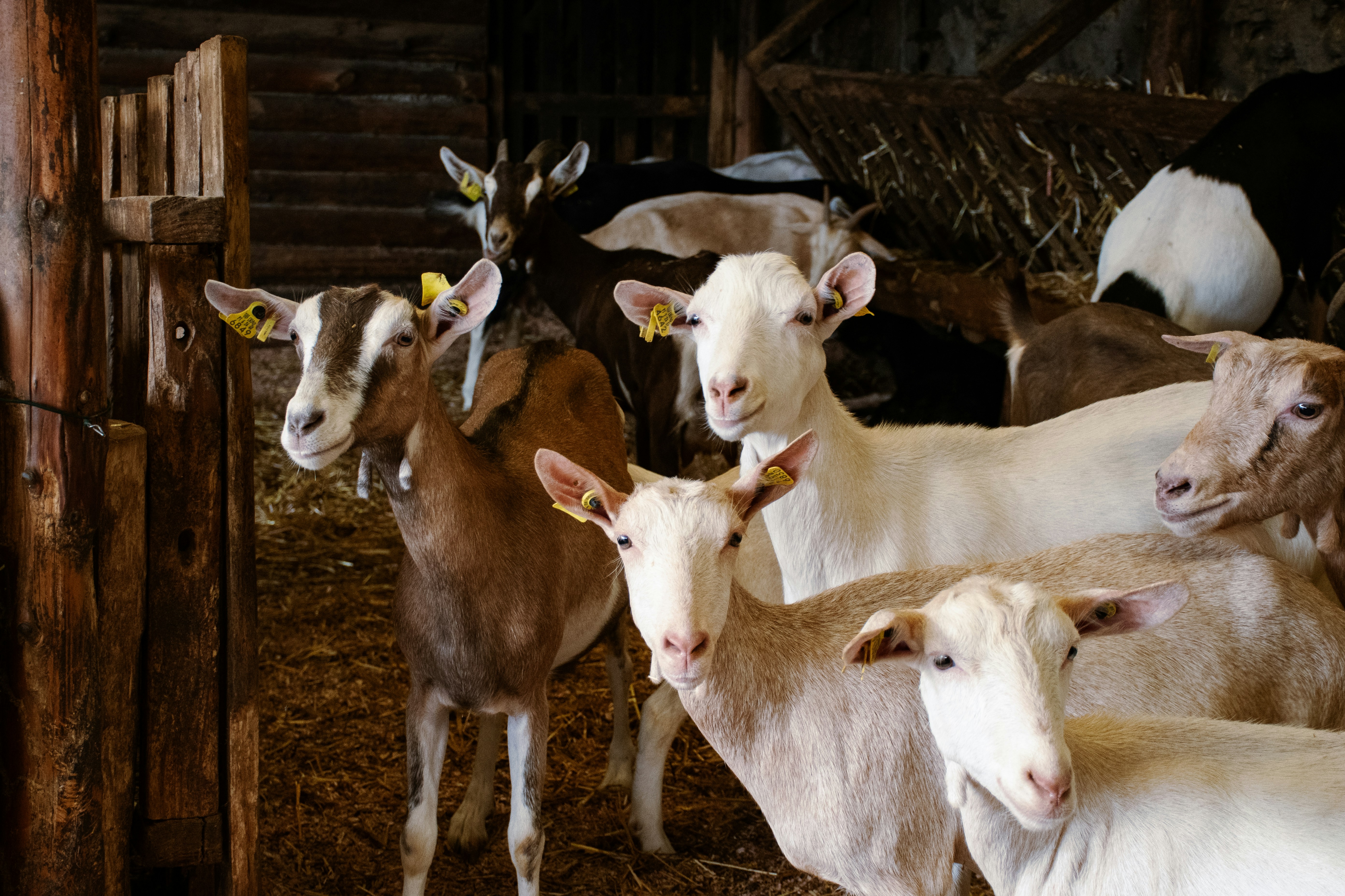 Photo by clovegrove7