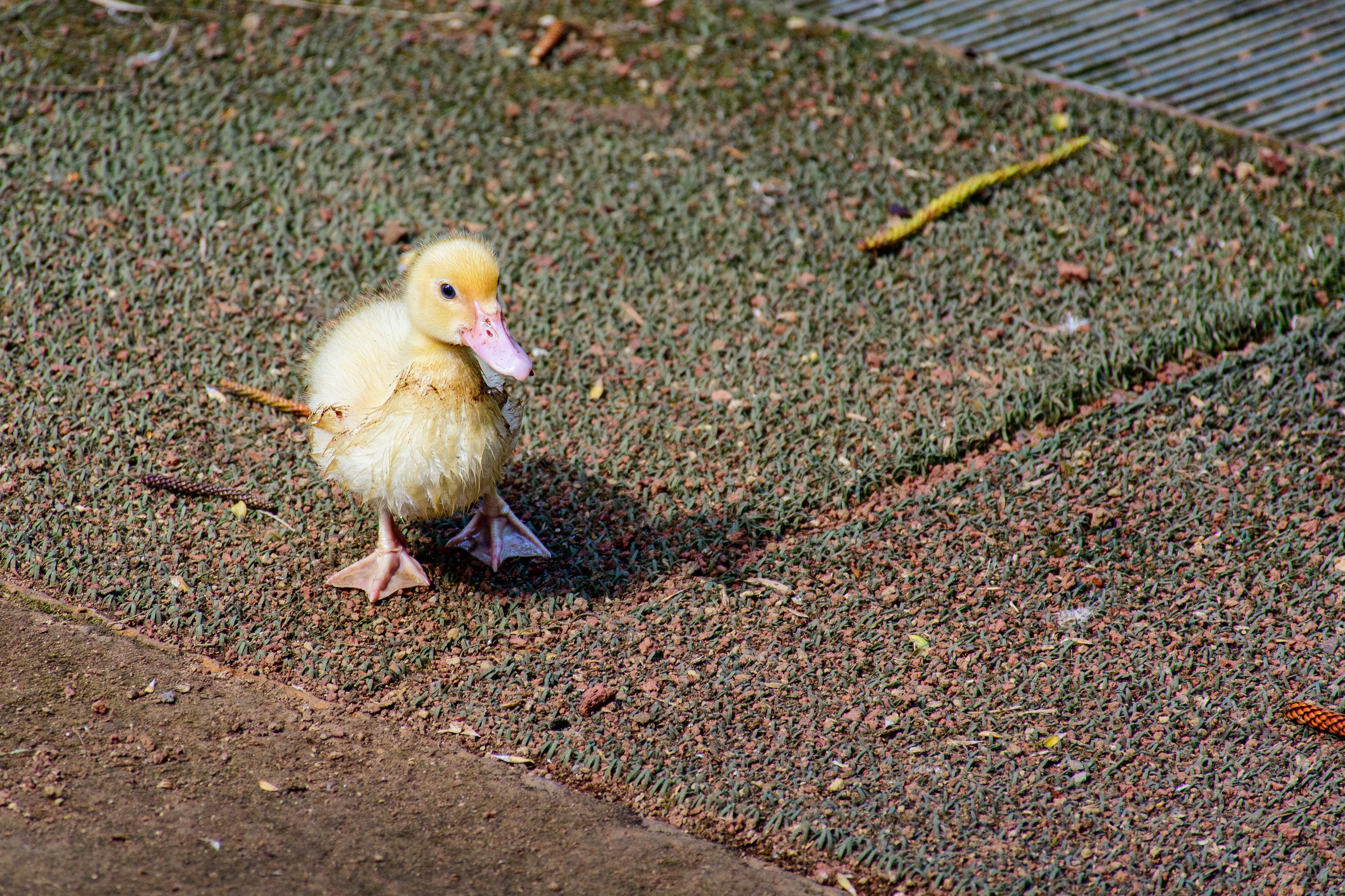 A fluffy yellow duckling stands on textured ground. (Photo by Casey Lovegrove on Unsplash)