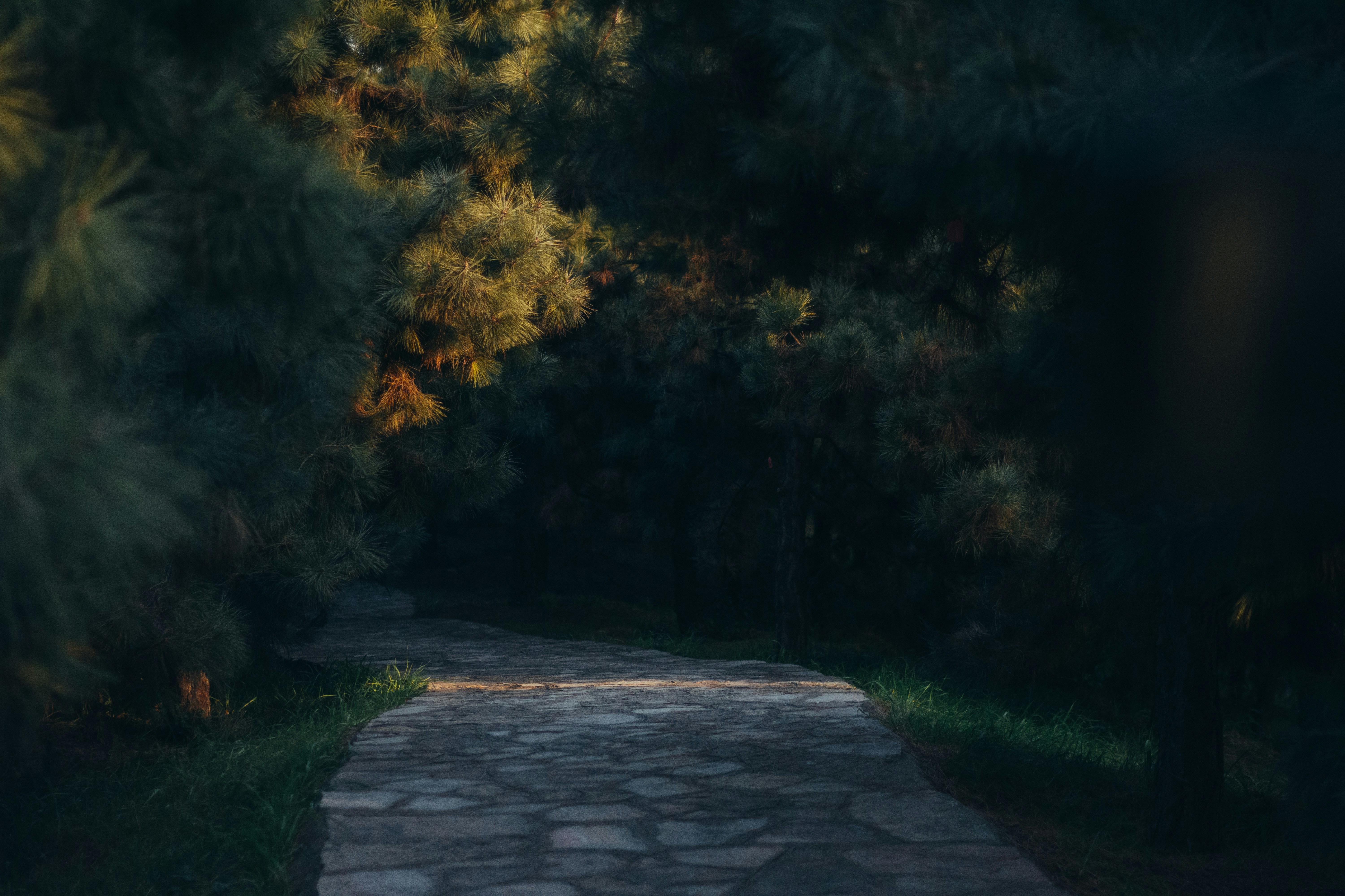 Stone path through a sunlit forest