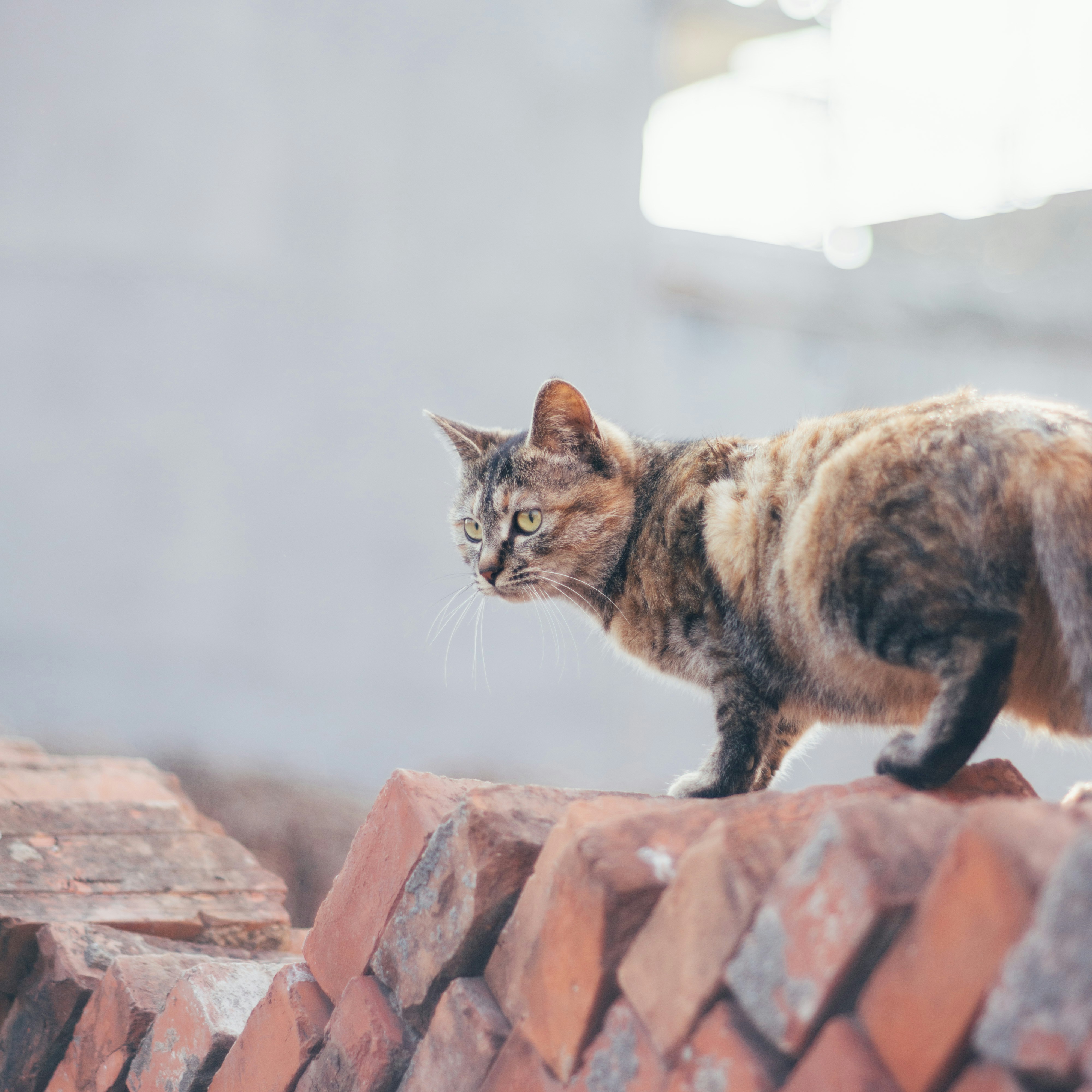 A tabby cat walks on a brick wall.