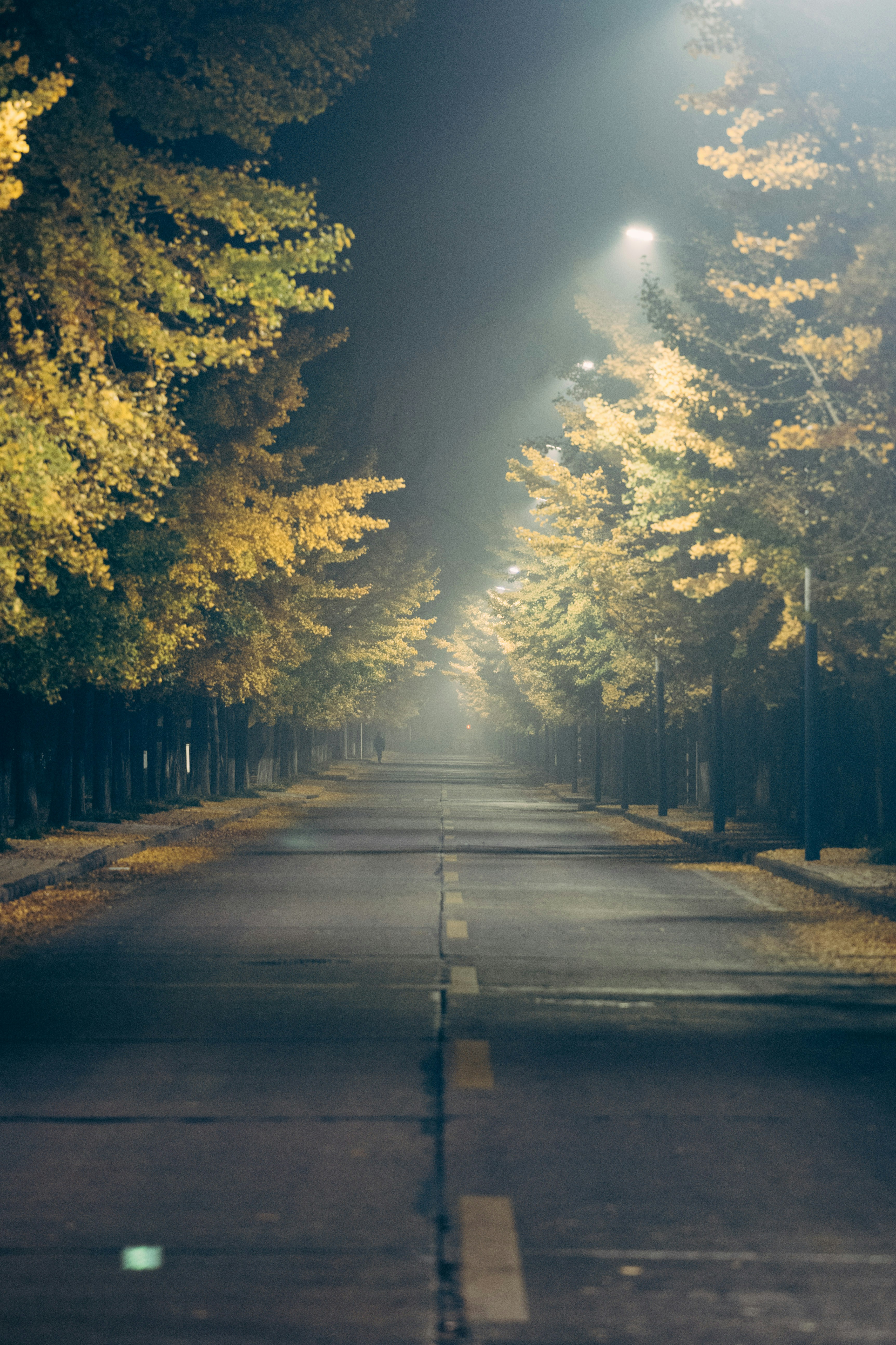 Empty road lined with autumn trees at night.