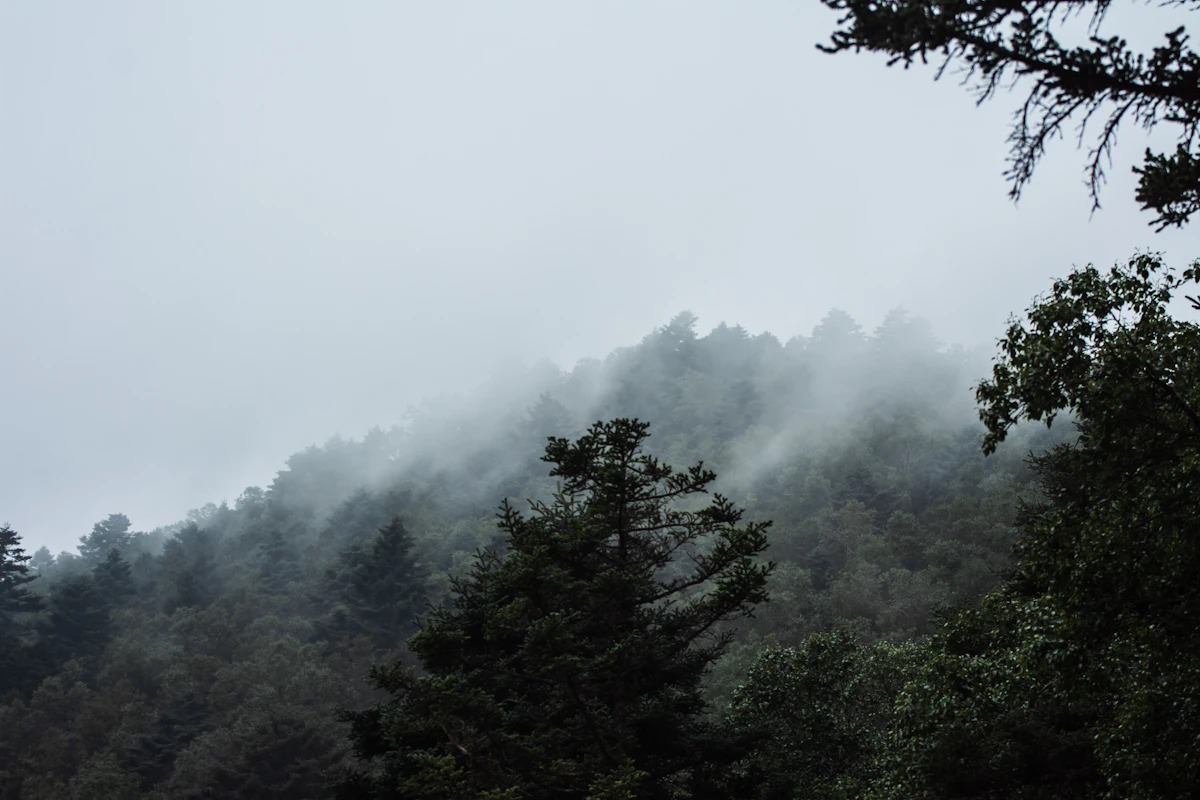 Mist rising off a forested ridge on a grey day, with conifers in front