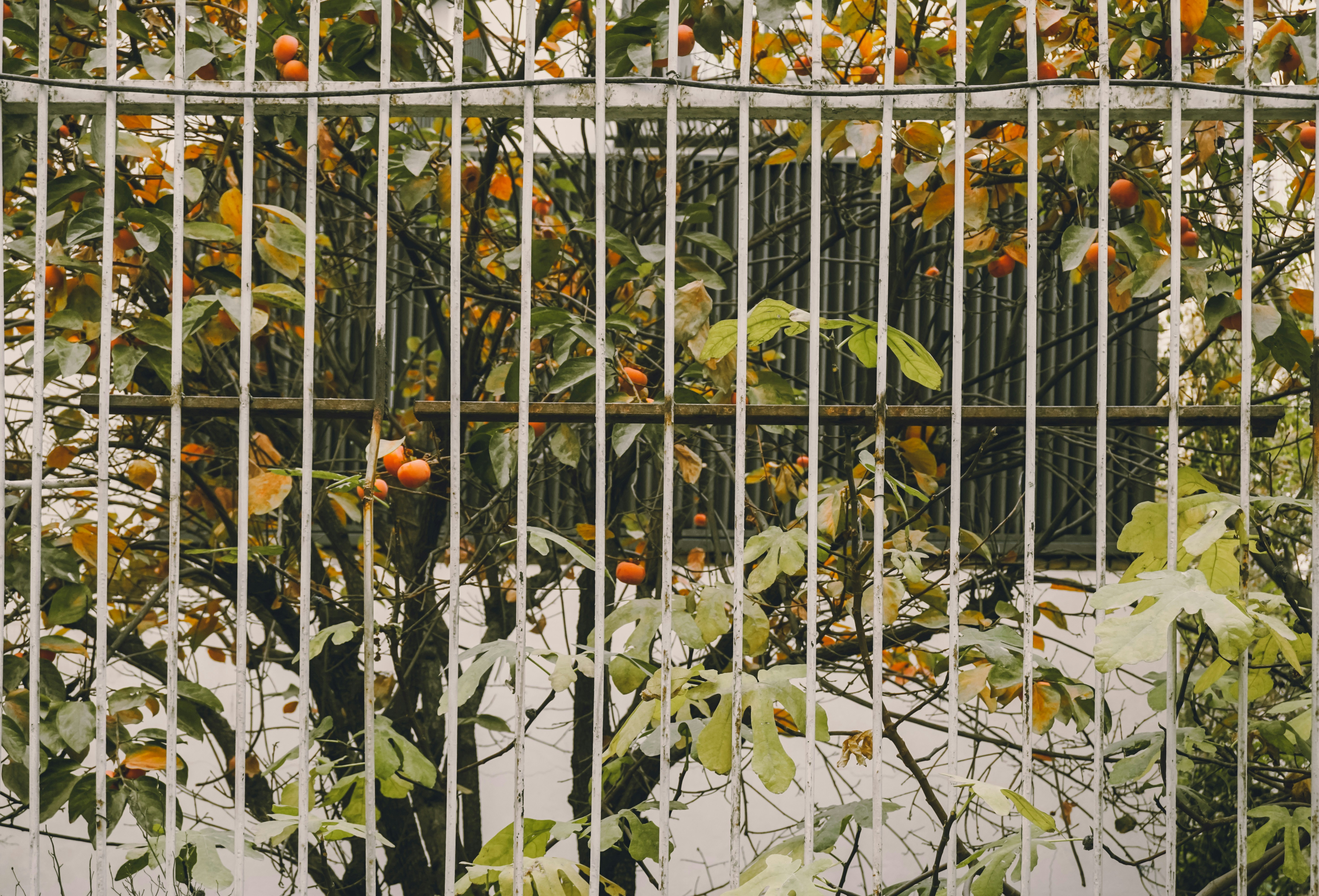 Metal fence with autumn tree and persimmons behind.
