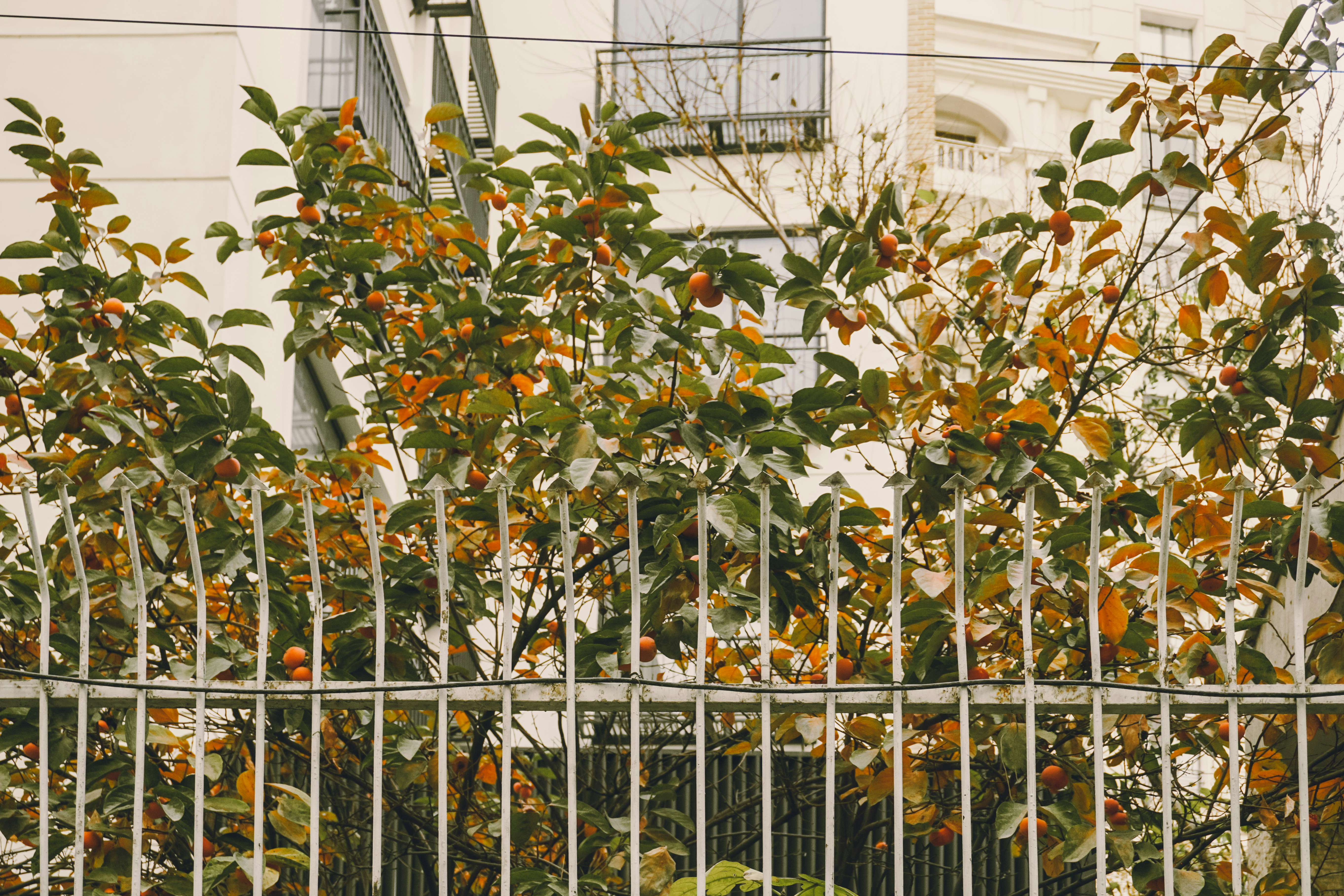 Autumn persimmons on tree behind metal fence