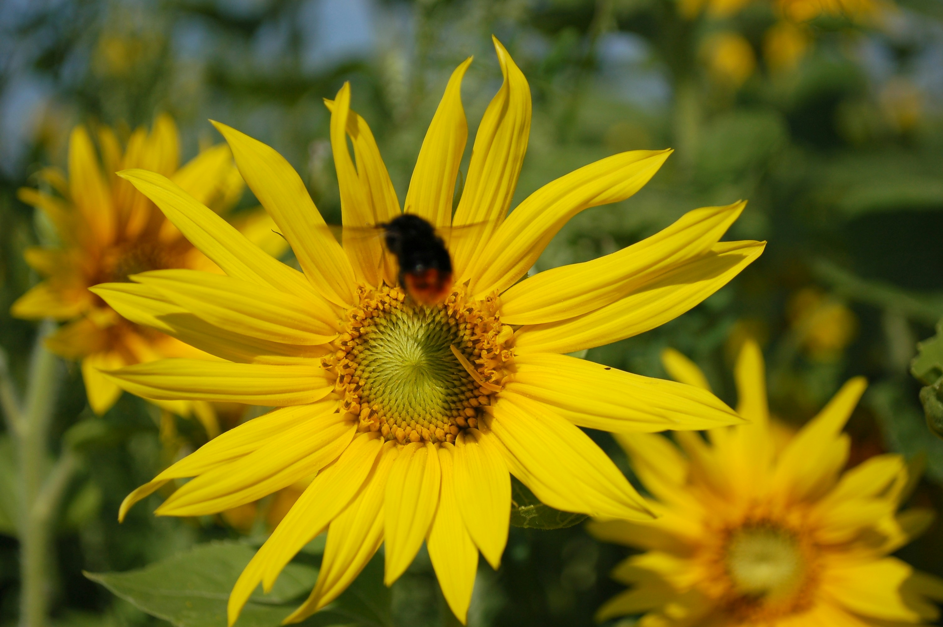 Photo by nikodemus777