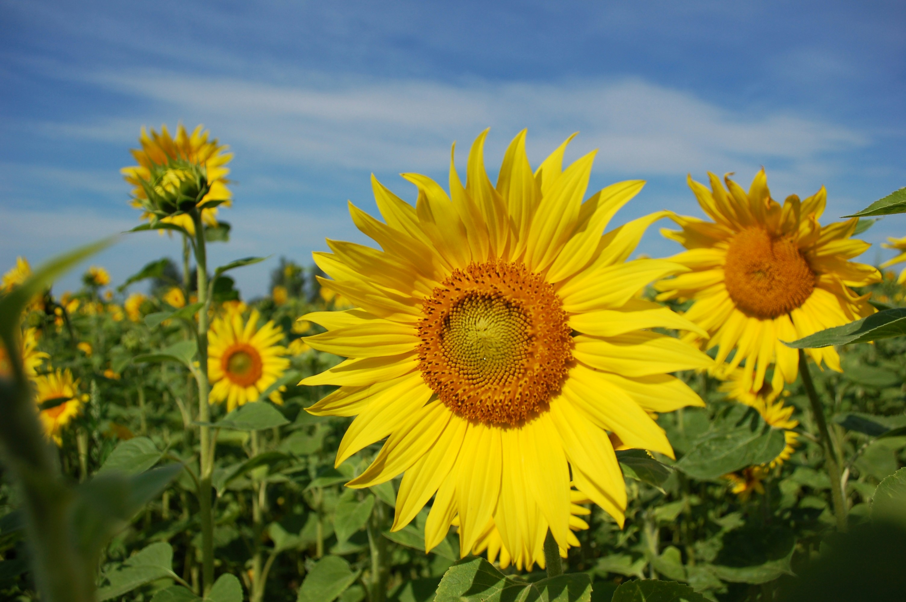 Photo by nikodemus777