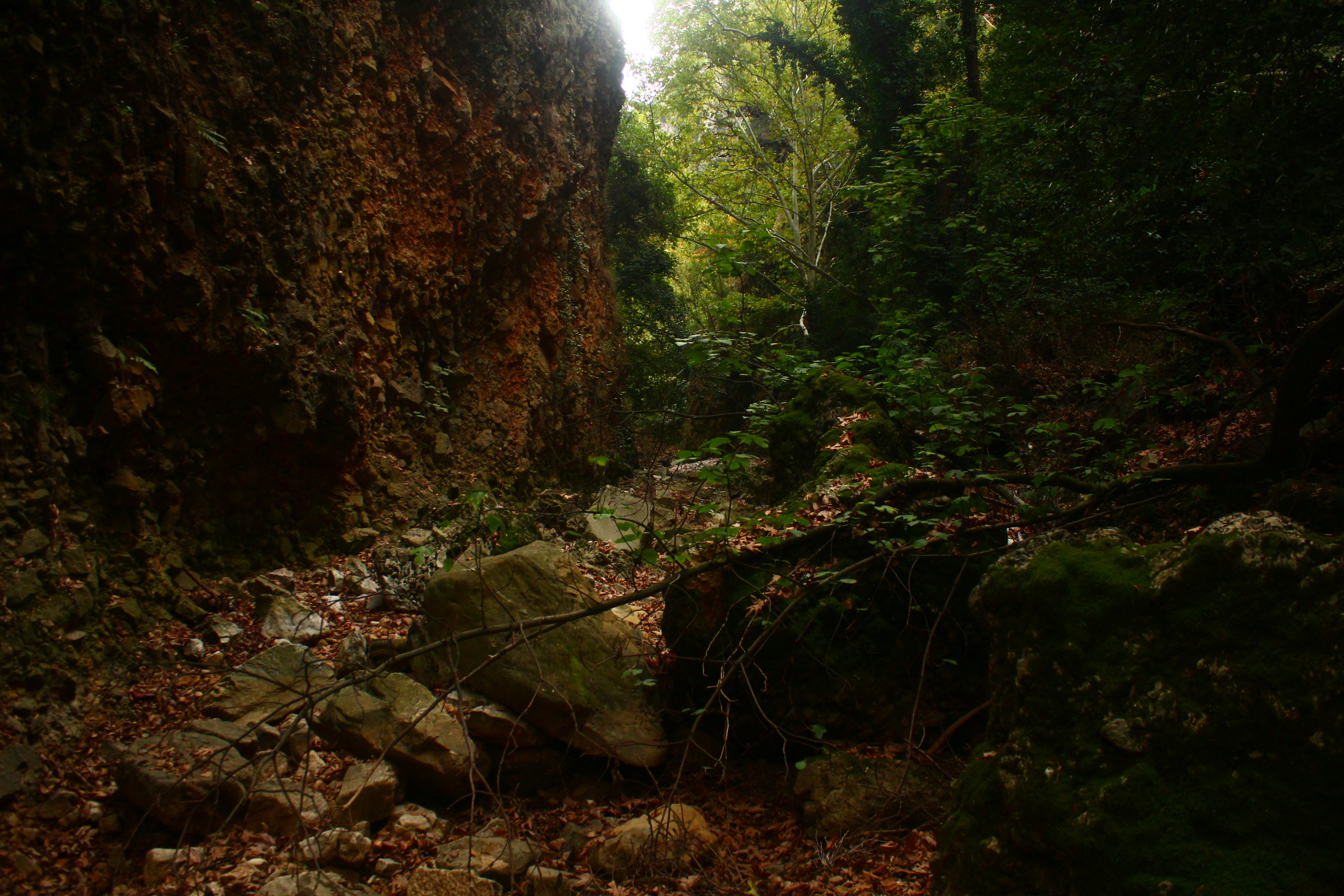 Rocky forest path with lush green foliage