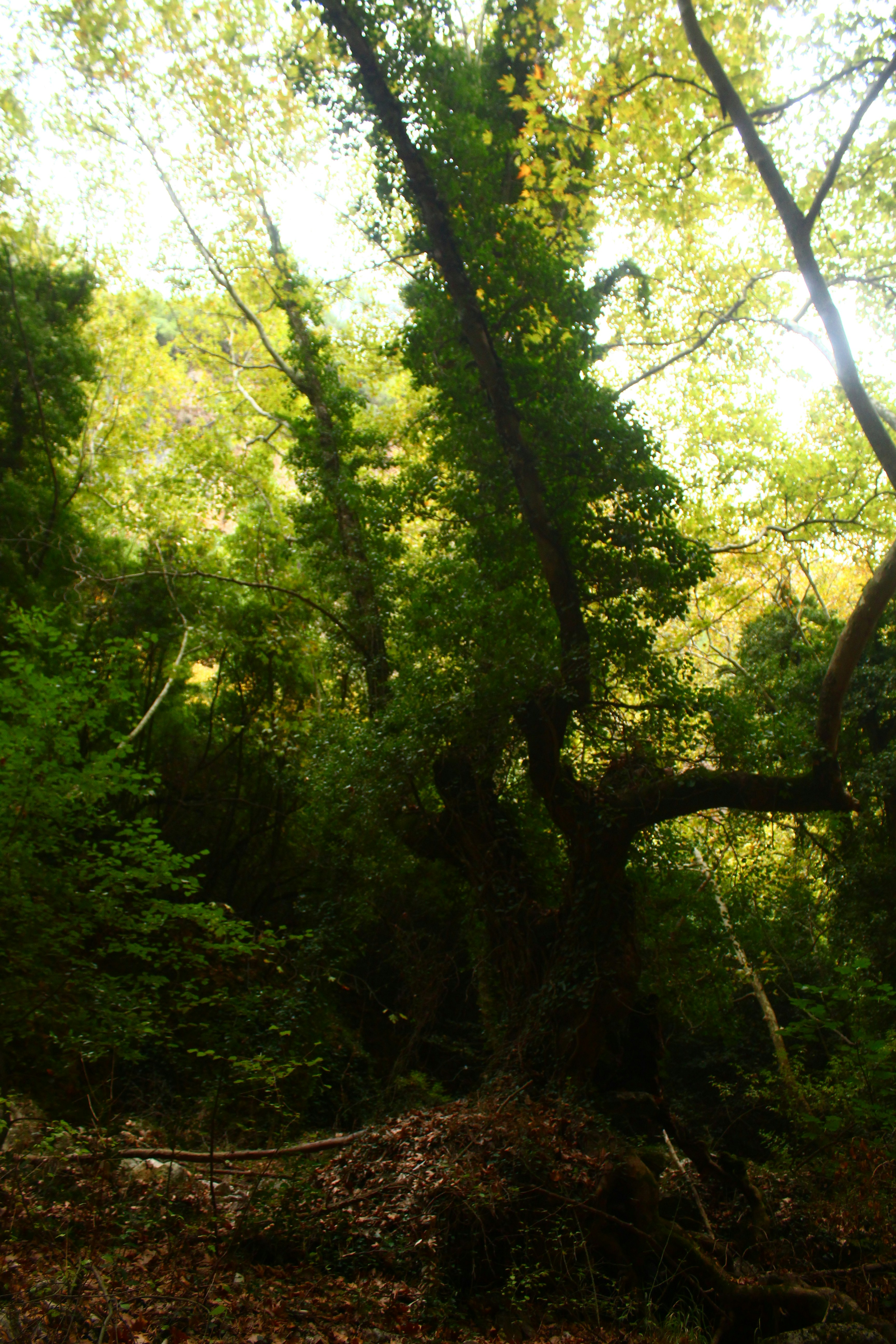 A lush green forest with tall trees and dappled sunlight.