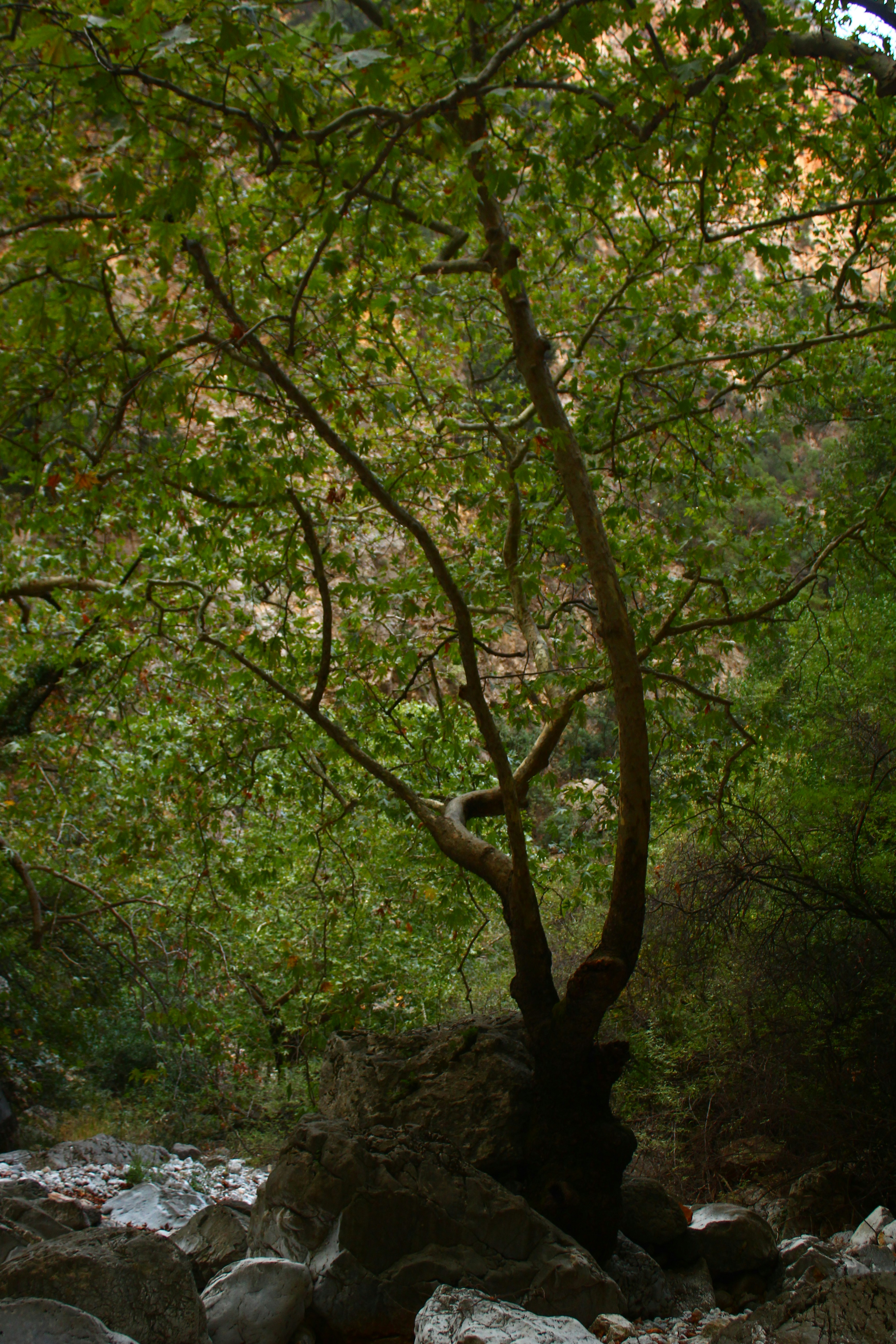 A solitary tree grows beside a rocky stream.