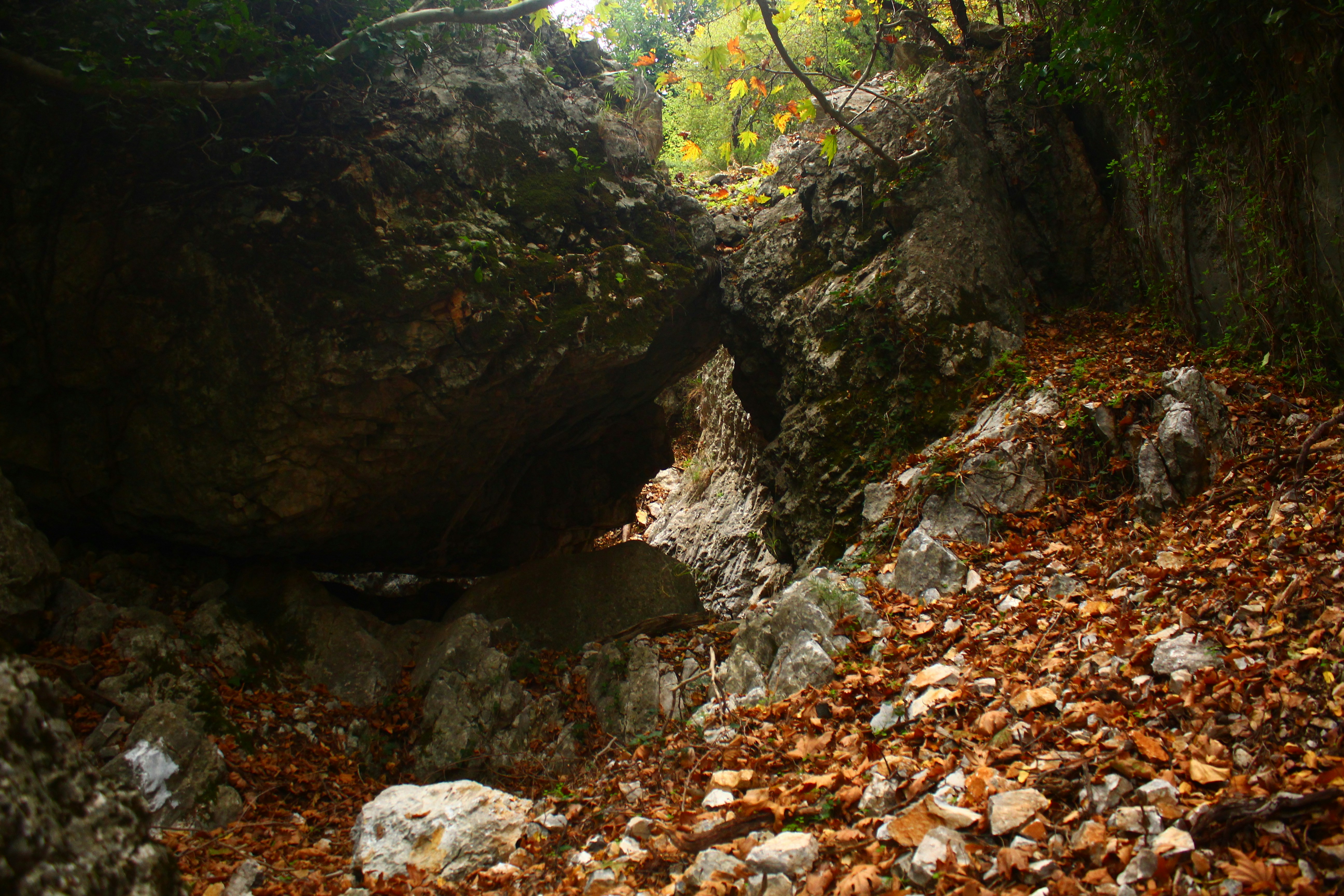 Rocky forest path covered with fallen autumn leaves