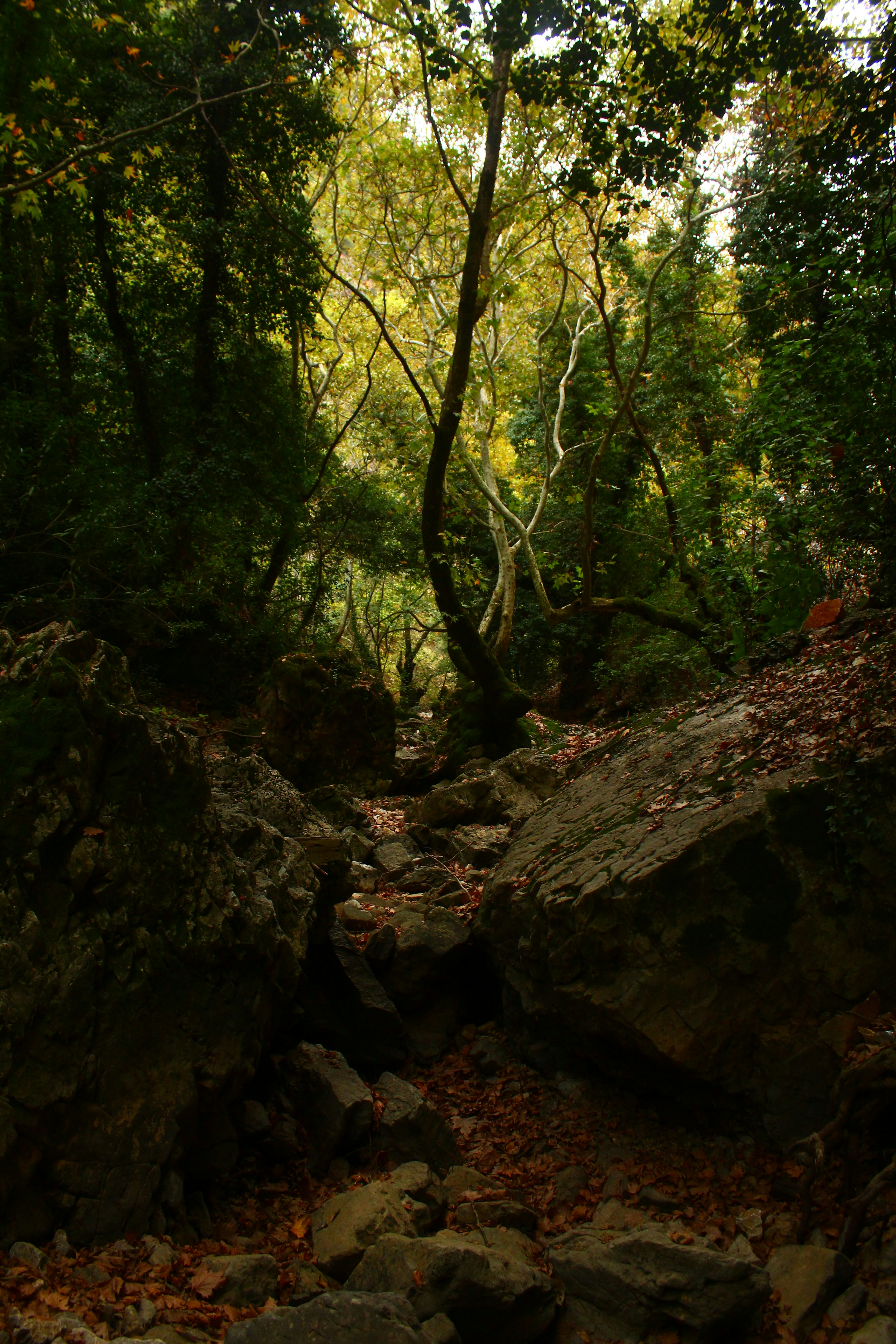 Rocky path through a dense, sunlit forest