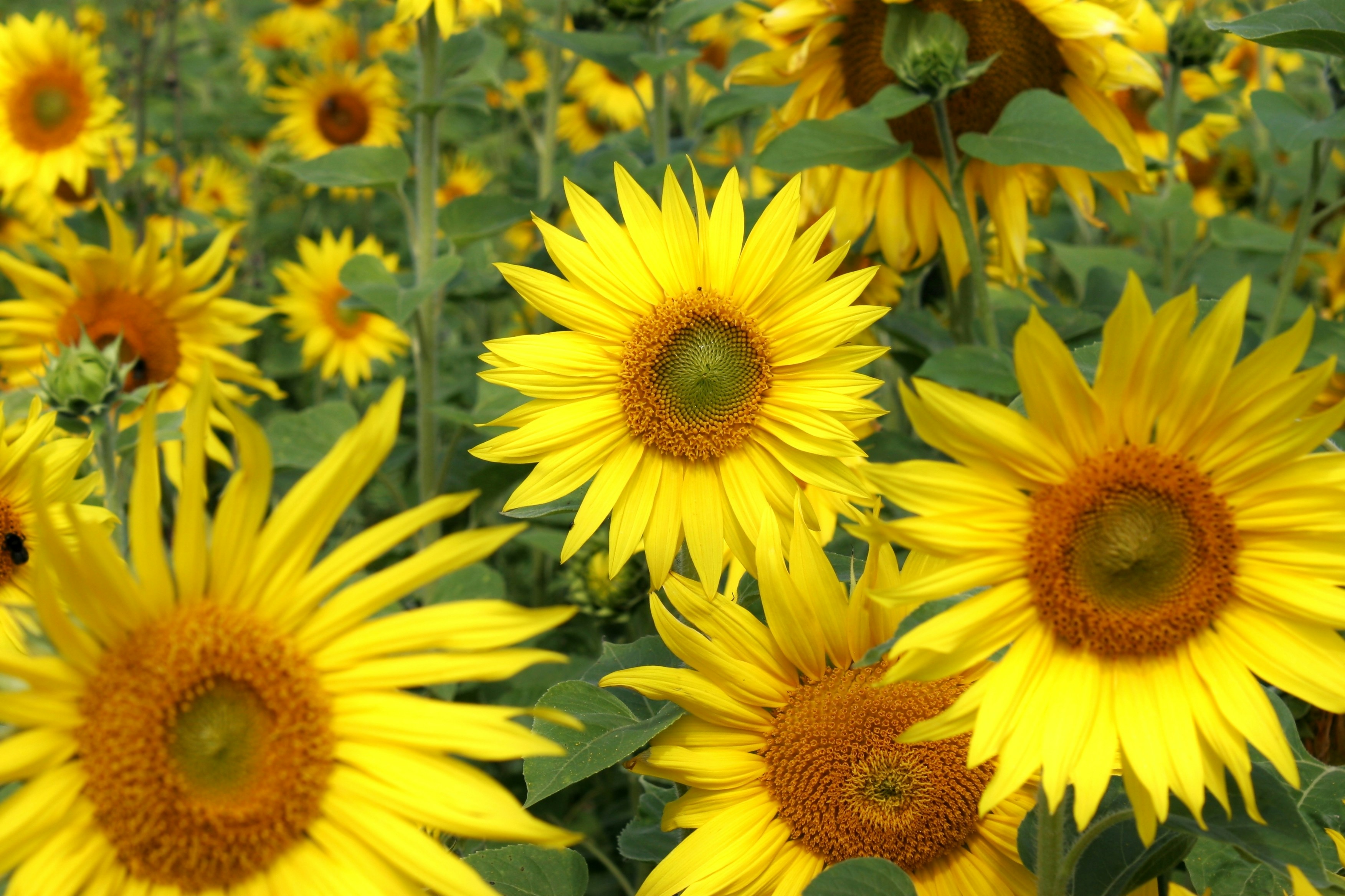 Photo by nikodemus777