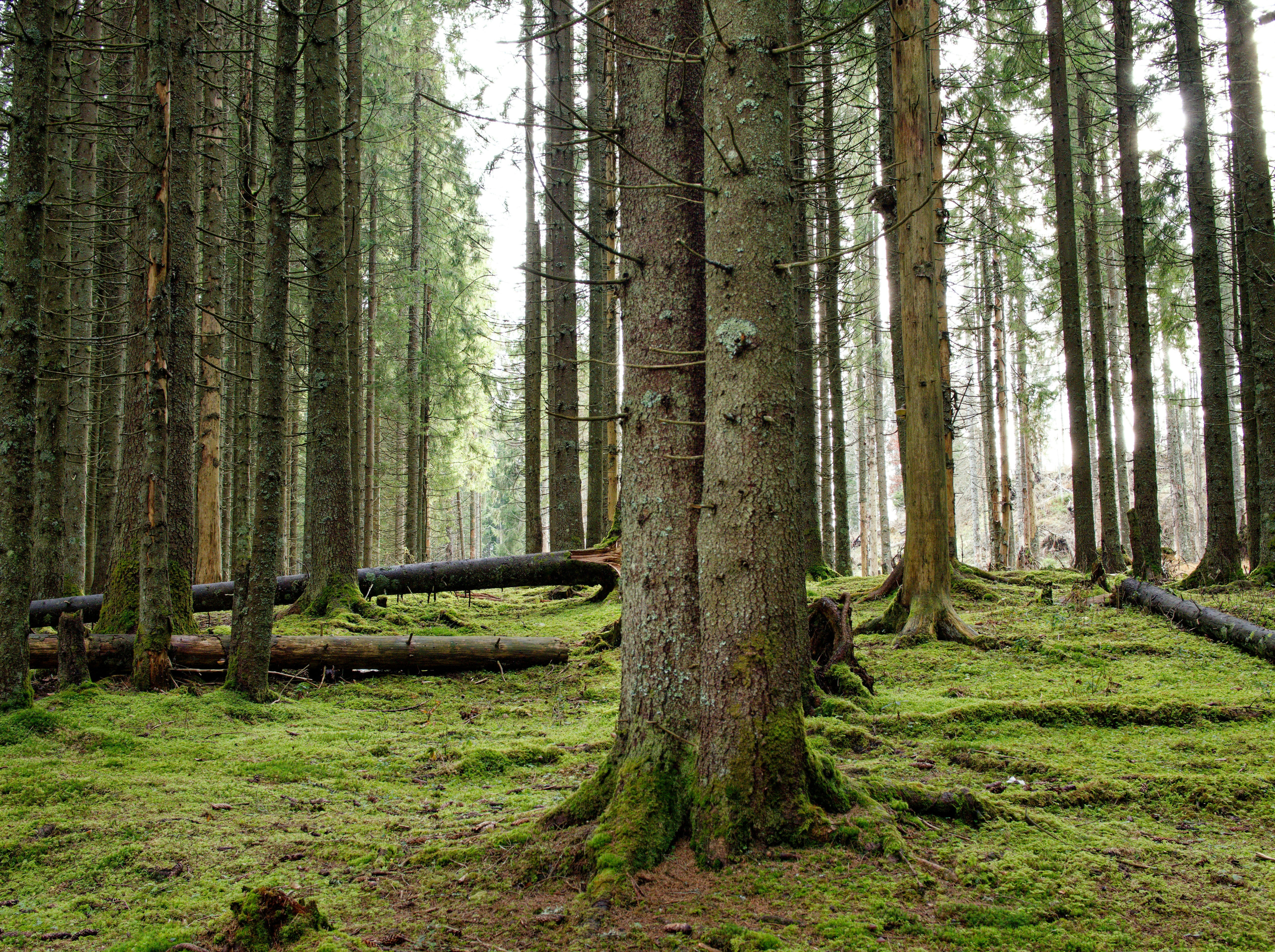 Photo by illes_cristi