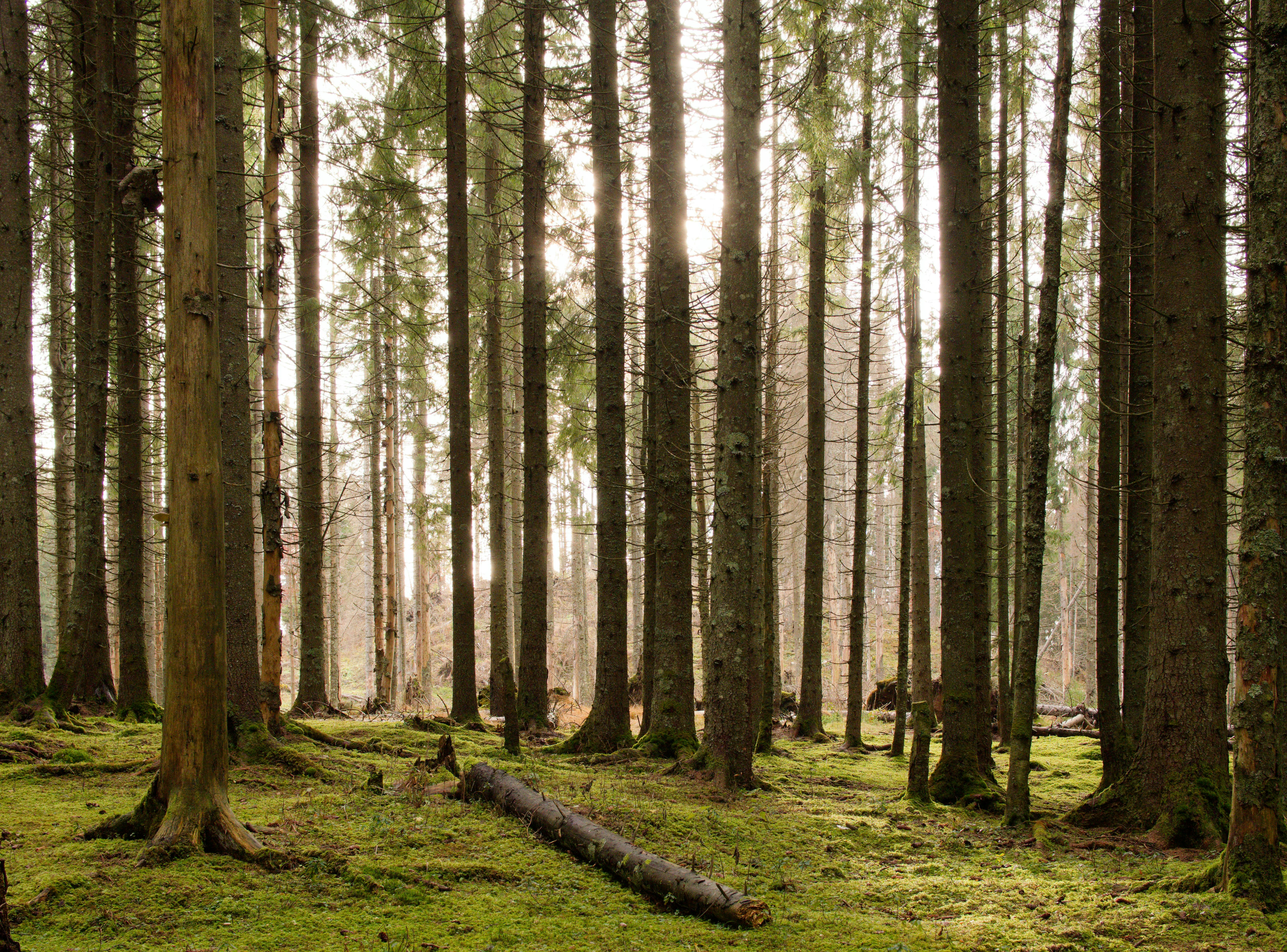 Photo by illes_cristi