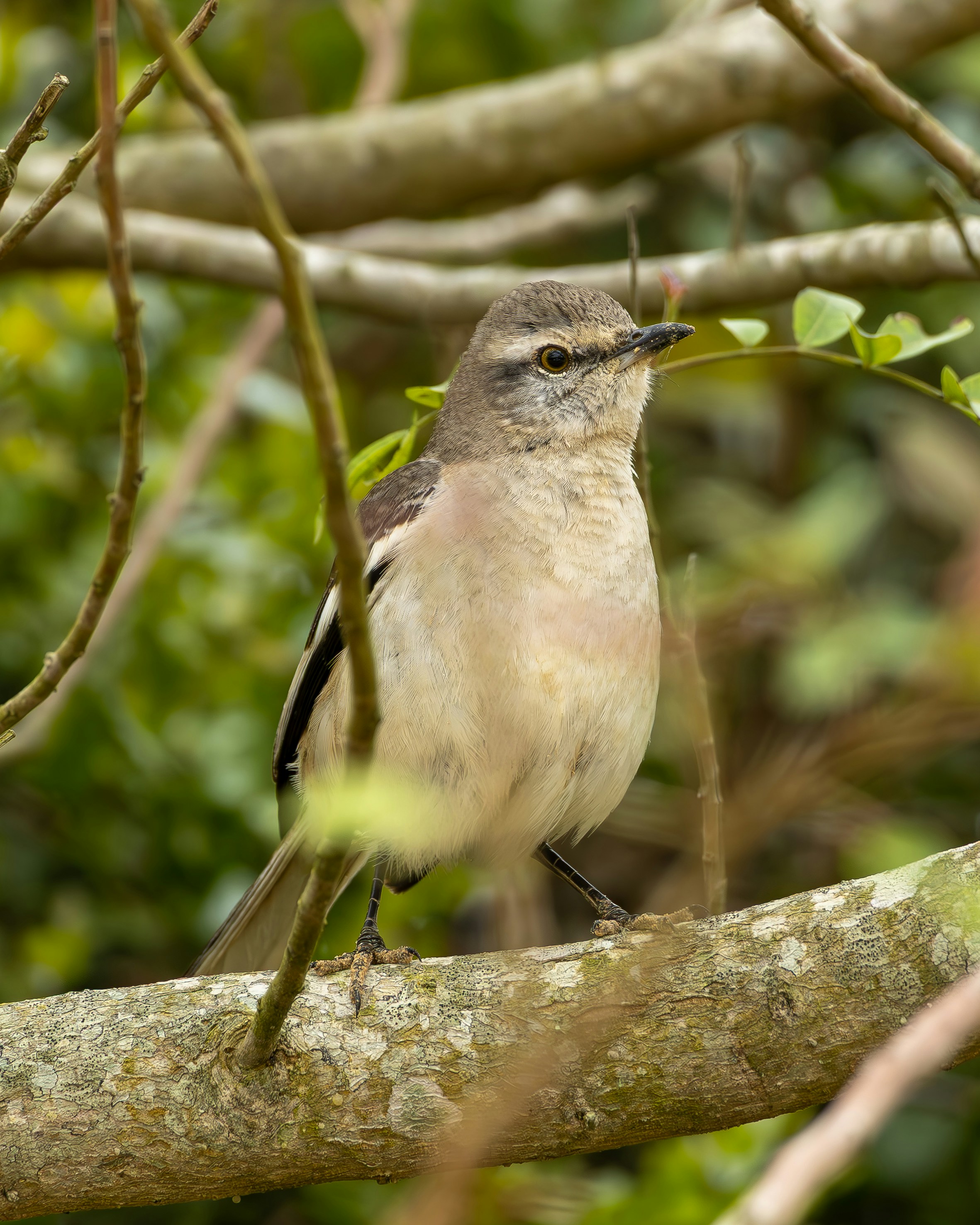 Photo by matheuskprot