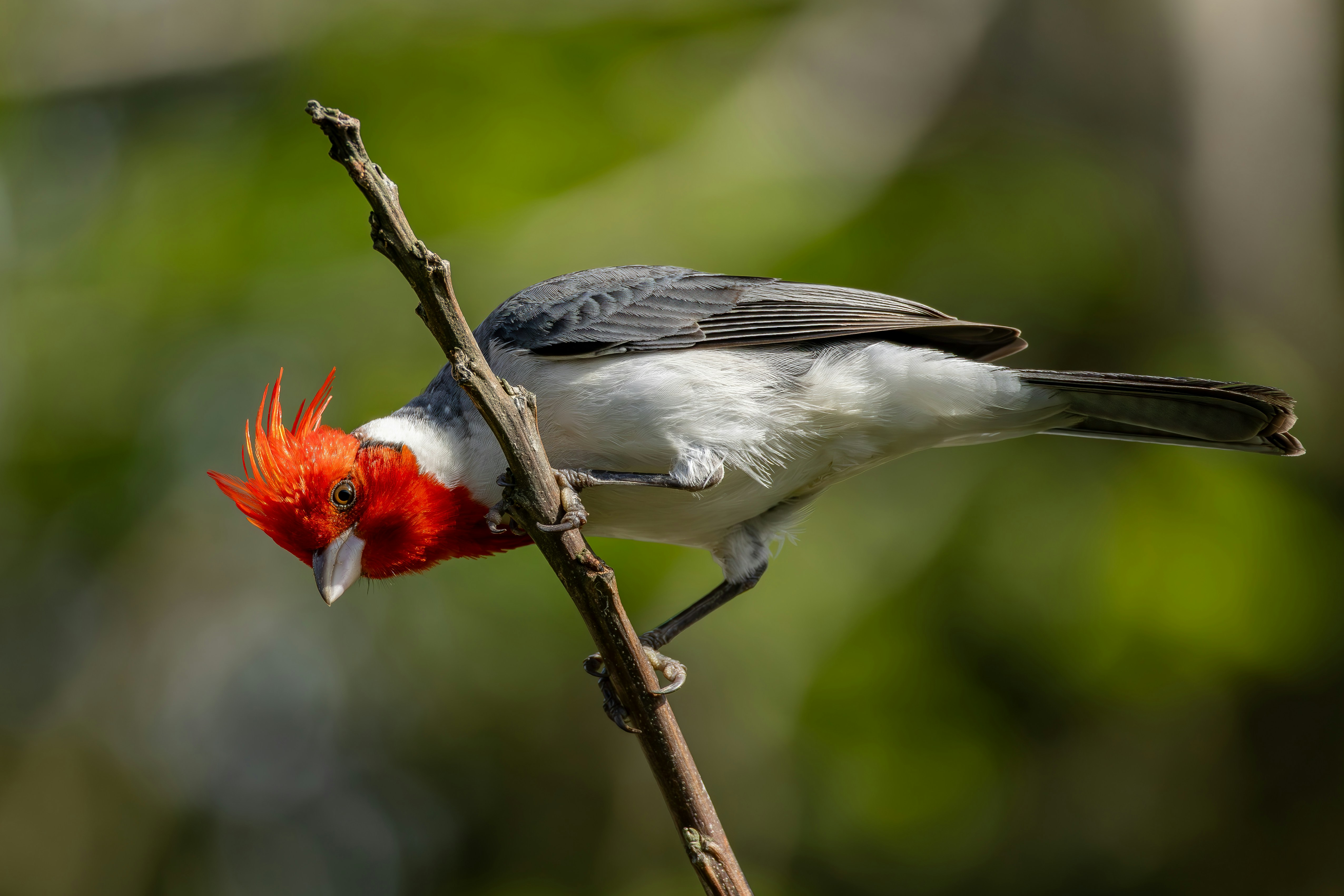 Photo by matheuskprot